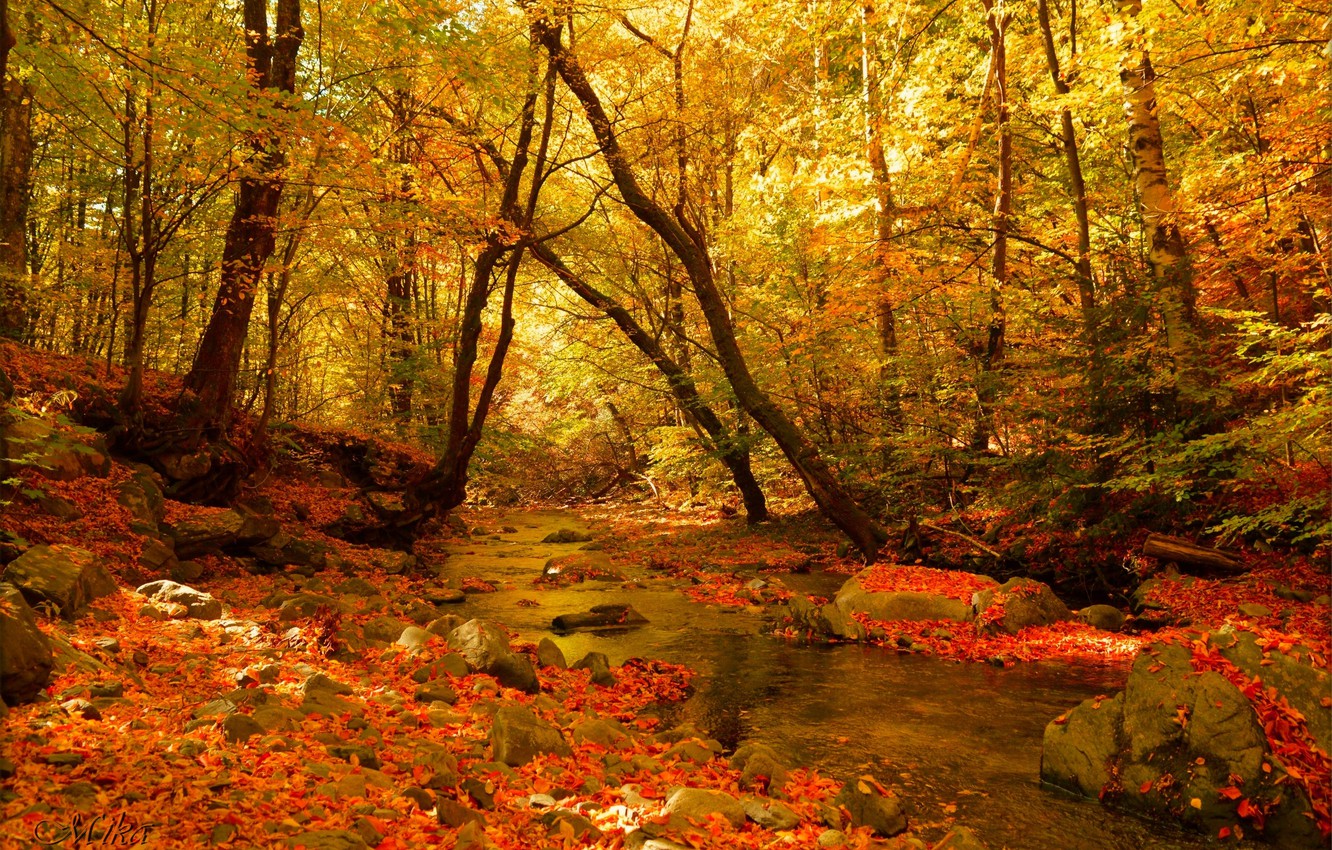 Autumn Forest Wallpapers