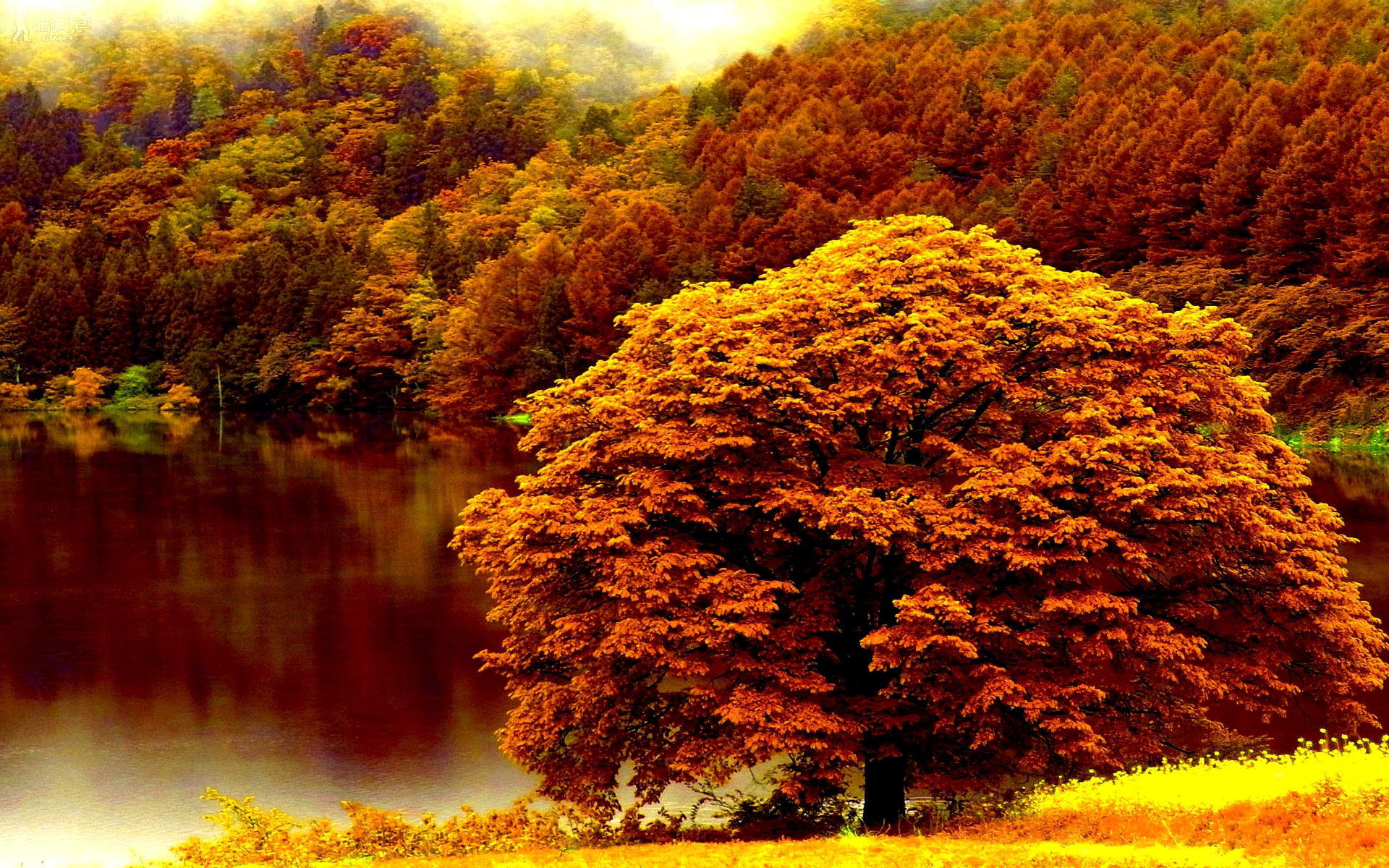 Autumn Forest Wallpapers