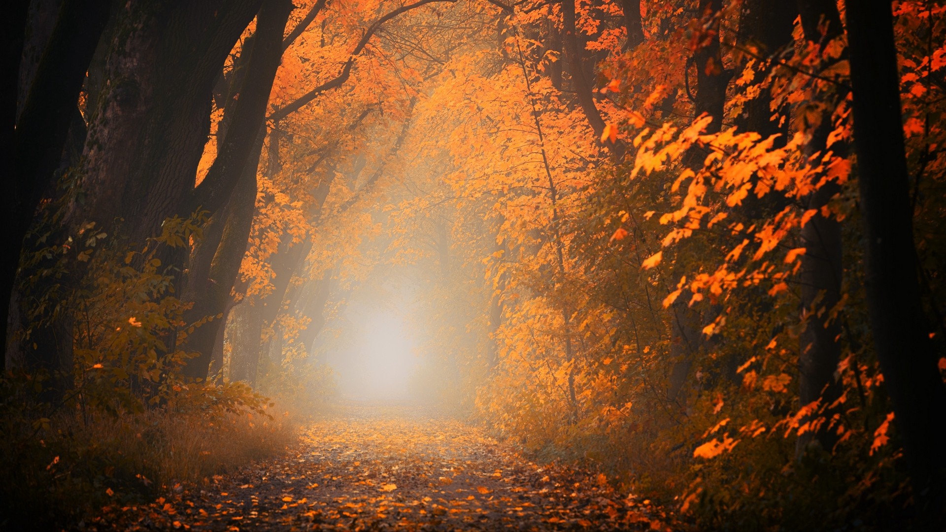 Autumn Forest Wallpapers