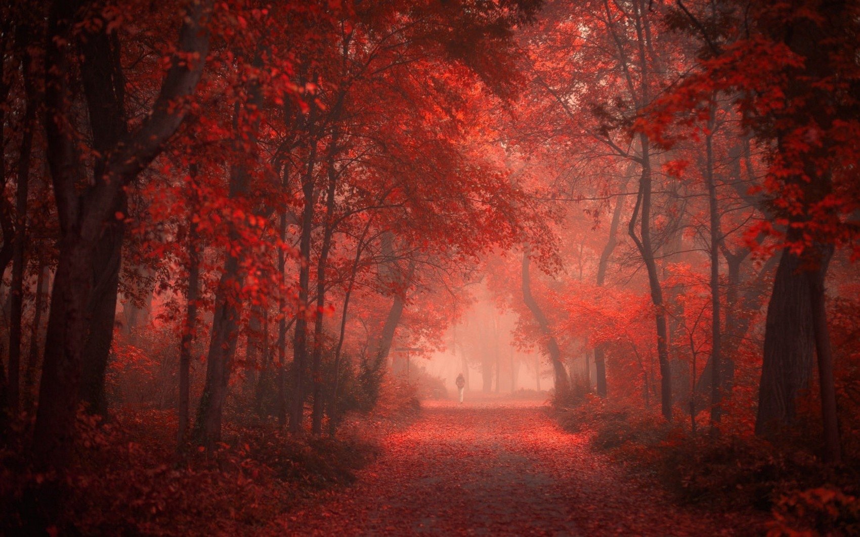 Autumn Forest Wallpapers