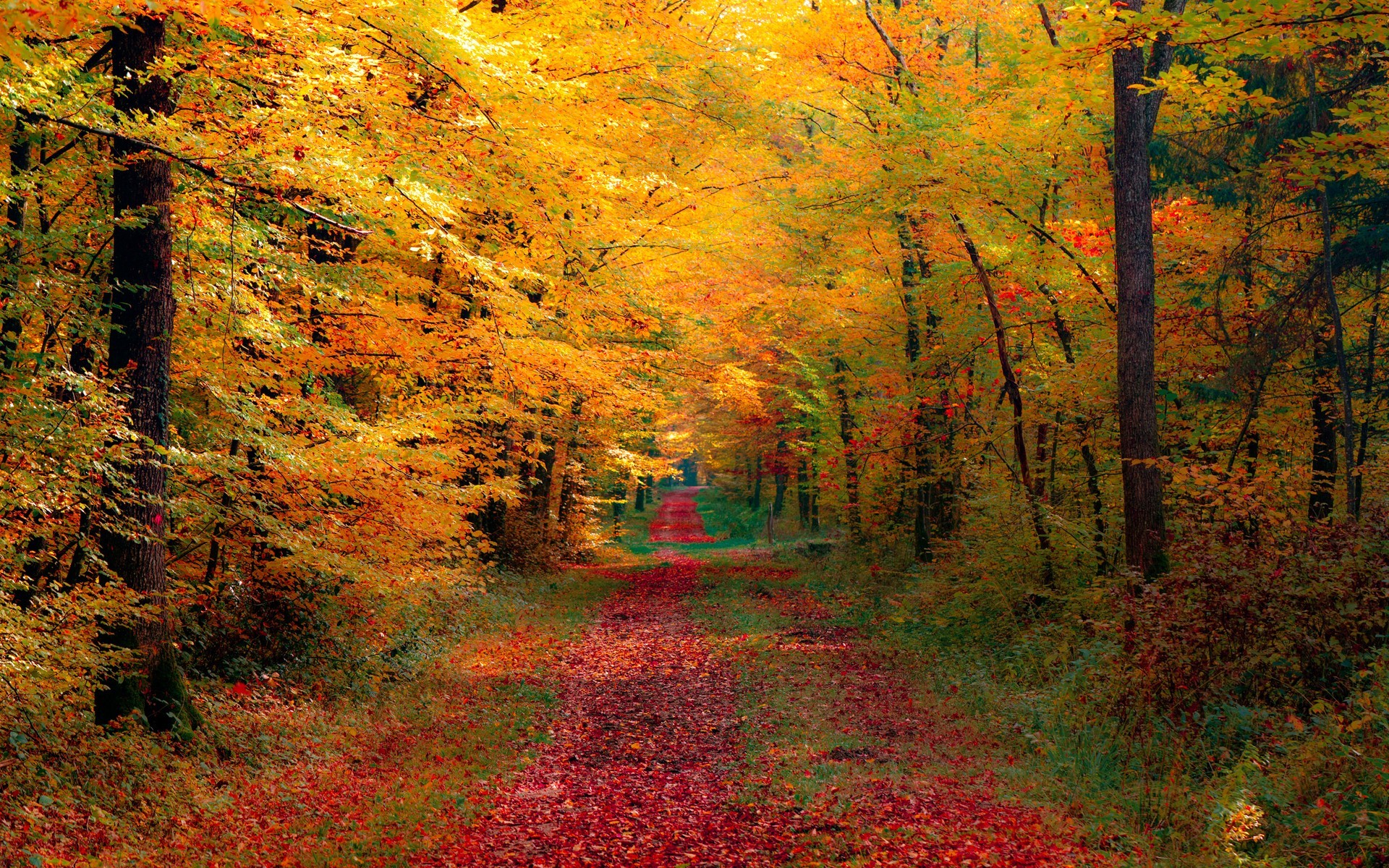 Autumn Forest Wallpapers