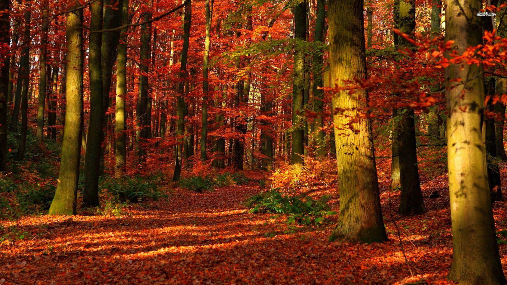 Autumn Forest Wallpapers