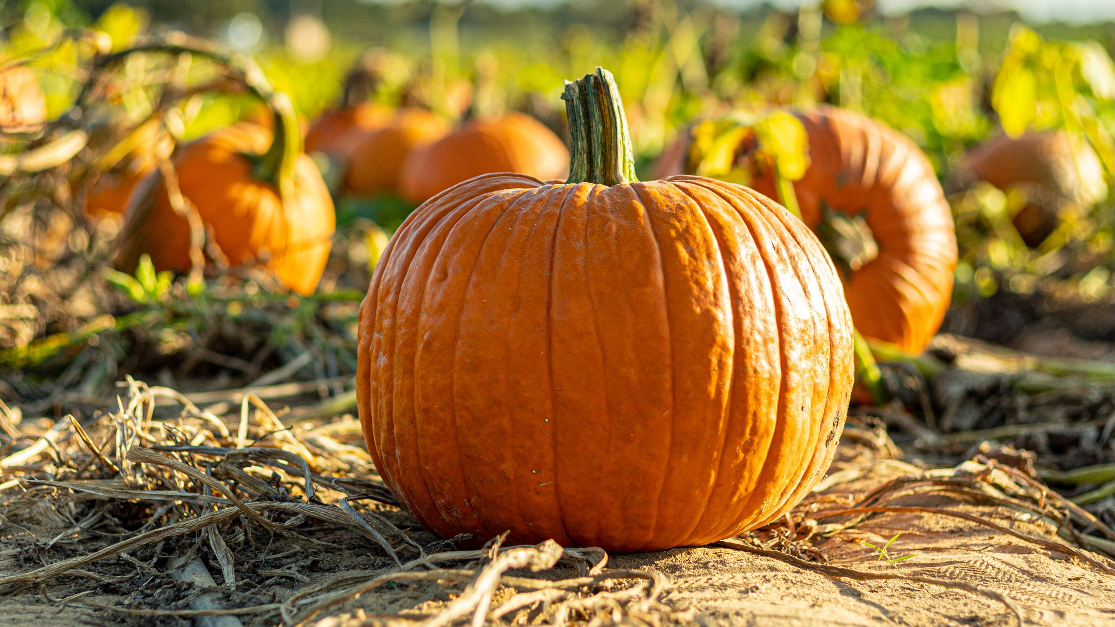 Autumn Harvest Pumpkin Wallpapers