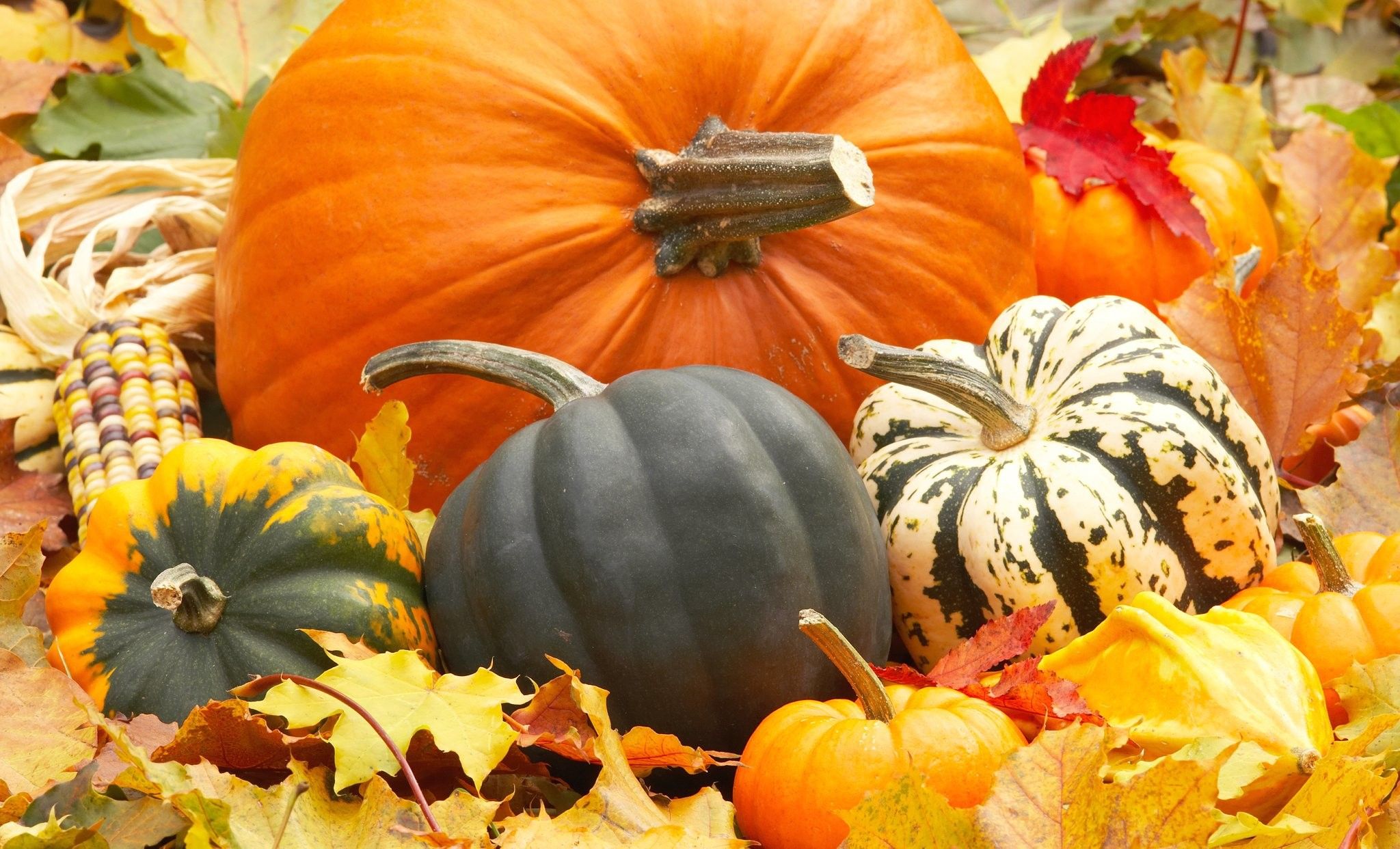 Autumn Harvest Pumpkin Wallpapers