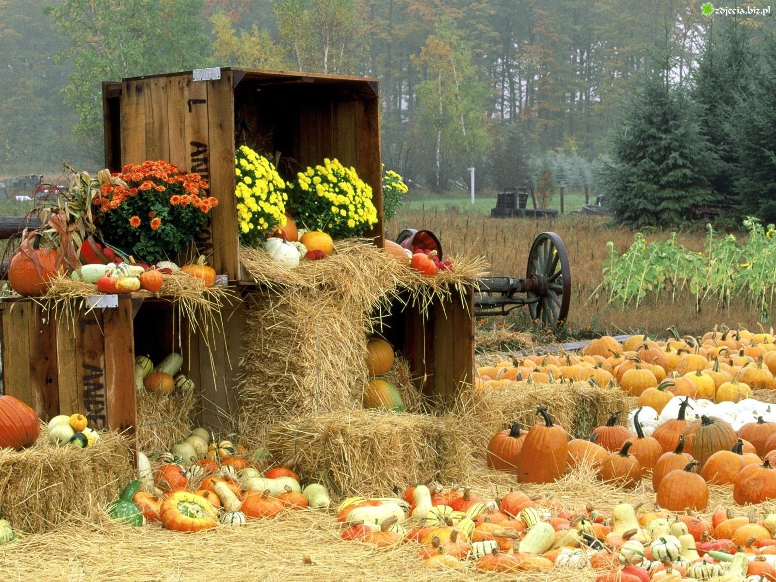 Autumn Harvest Pumpkin Wallpapers