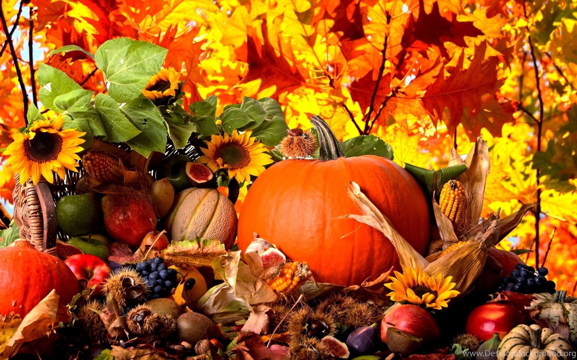 Autumn Harvest Widescreen Wallpapers