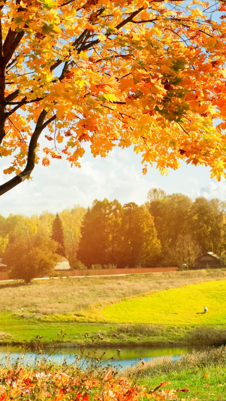 Autumn Hd Mobile Wallpapers