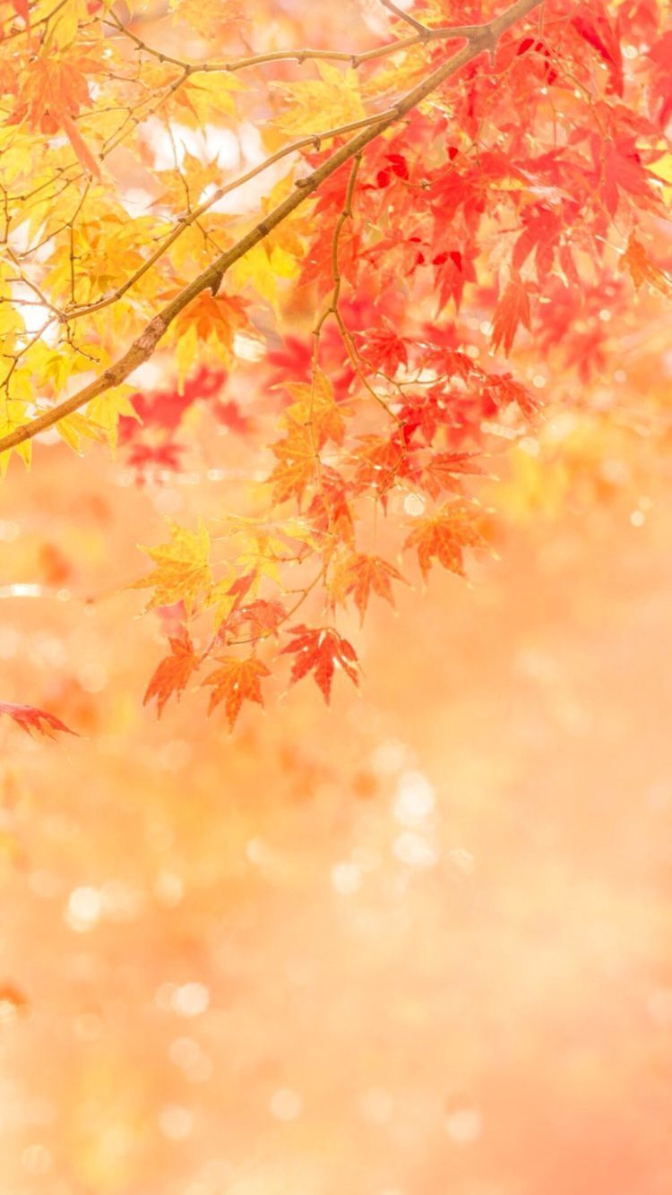 Autumn Hd Mobile Wallpapers