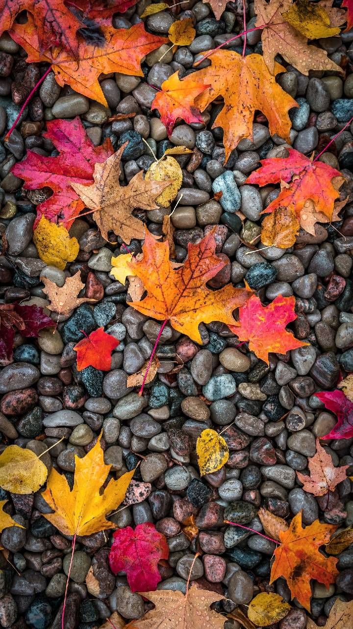 Autumn Hd Mobile Wallpapers