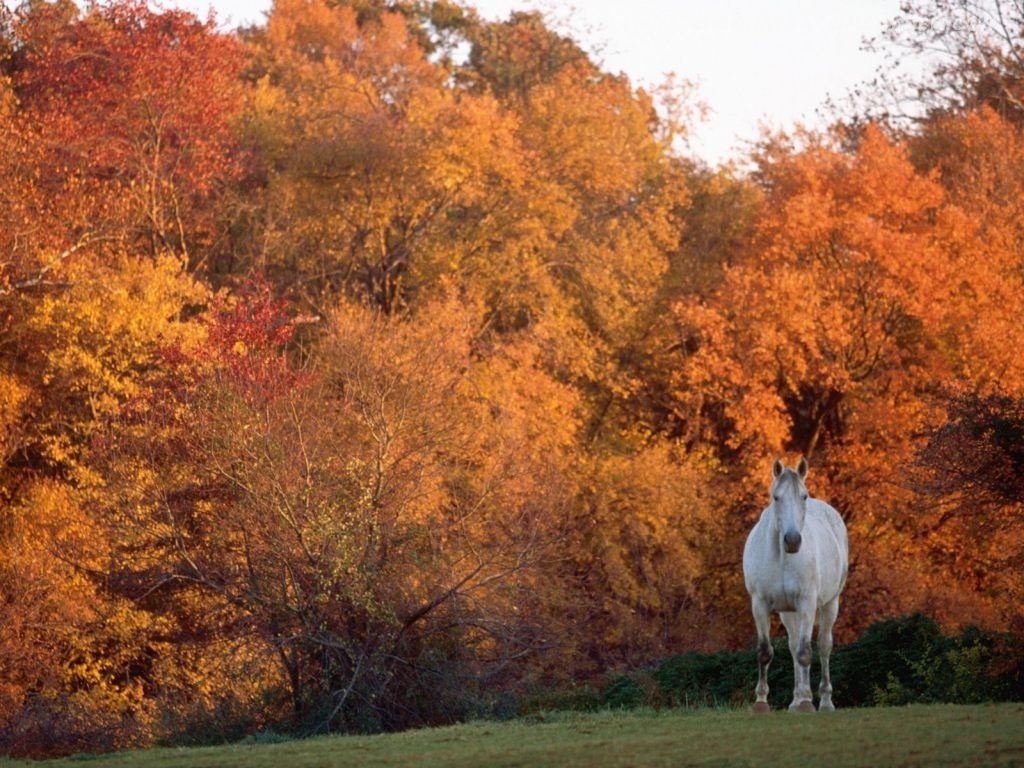 Autumn Horse Wallpapers