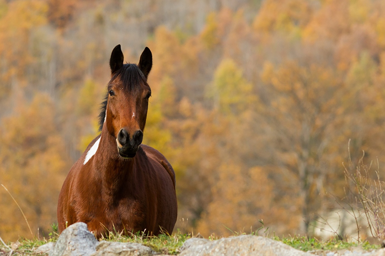 Autumn Horse Wallpapers