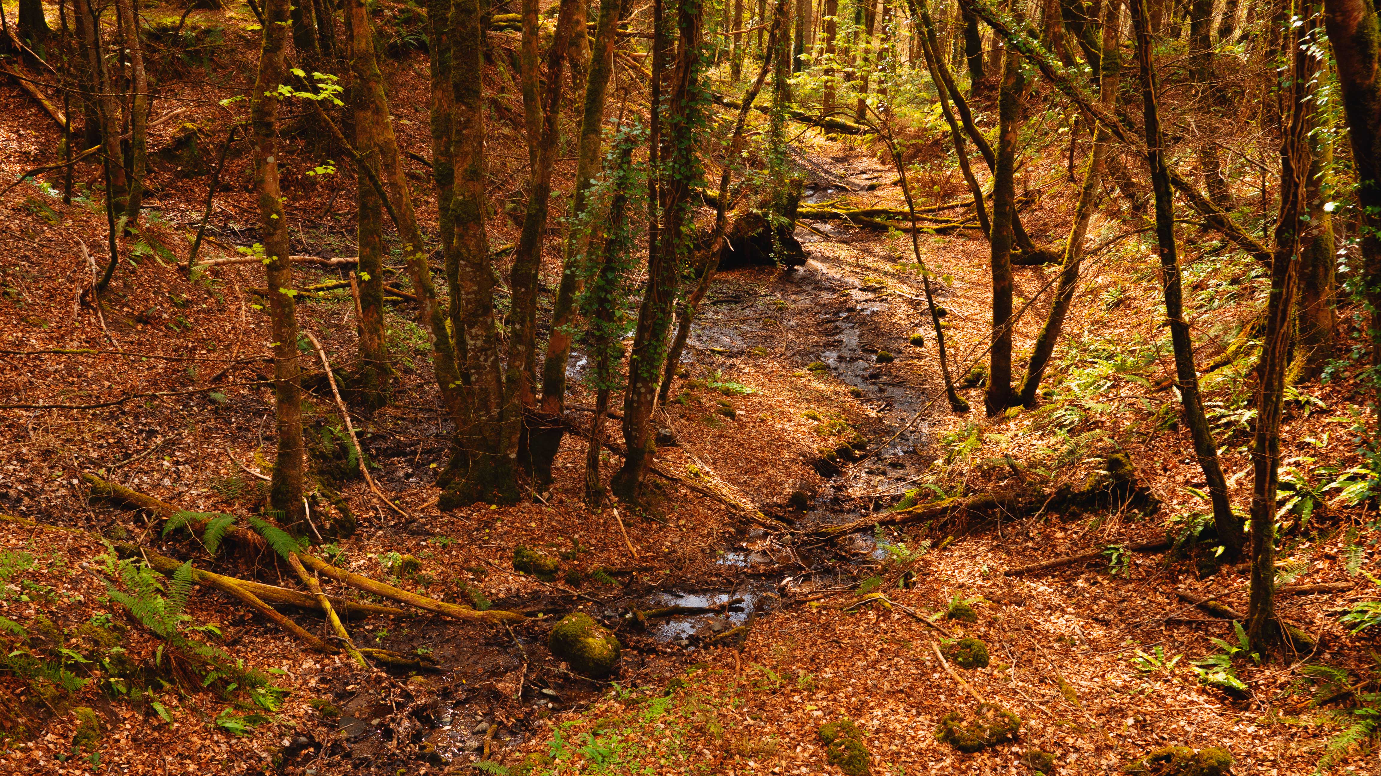 Autumn In Ireland Wallpapers