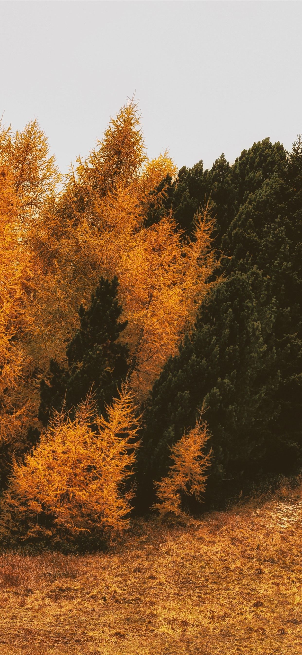 Autumn Iphone 11 Pro Max Wallpapers