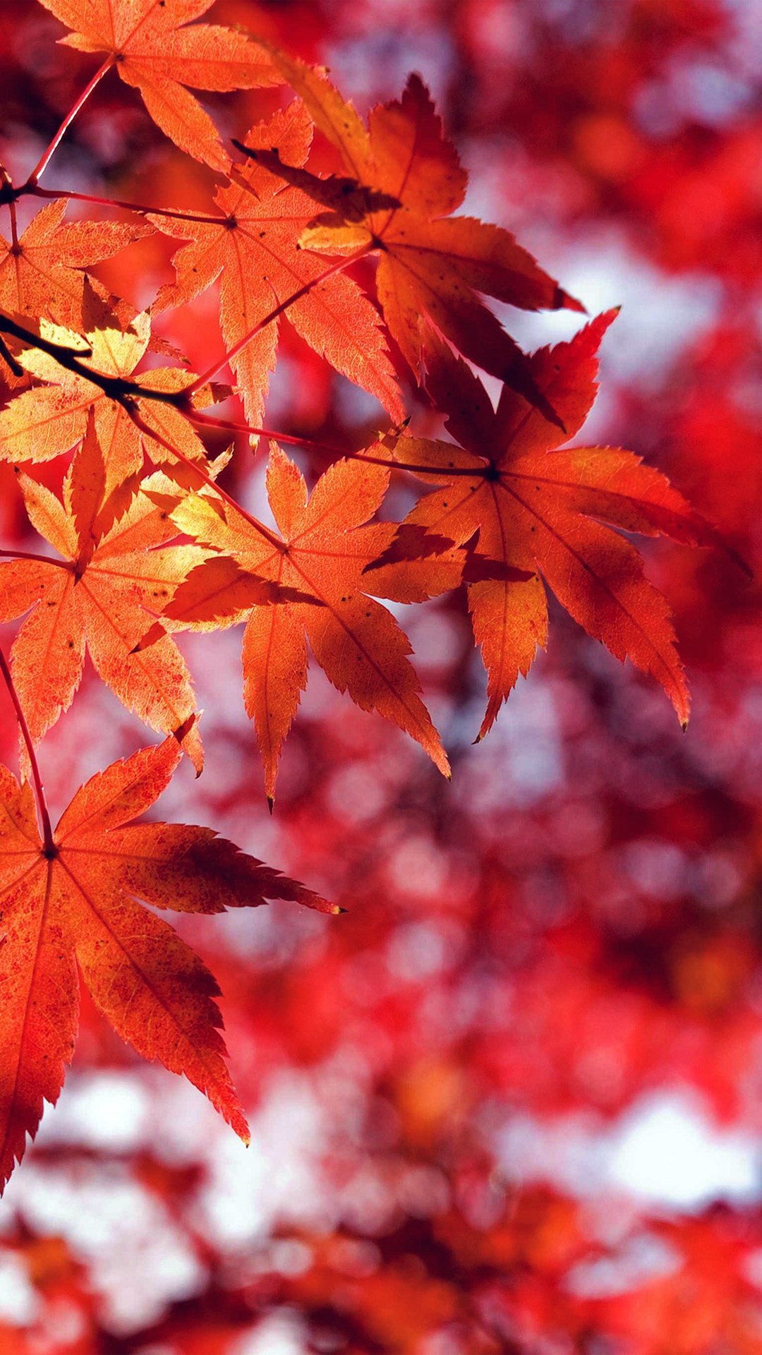 Autumn Iphone 6 Plus Wallpapers