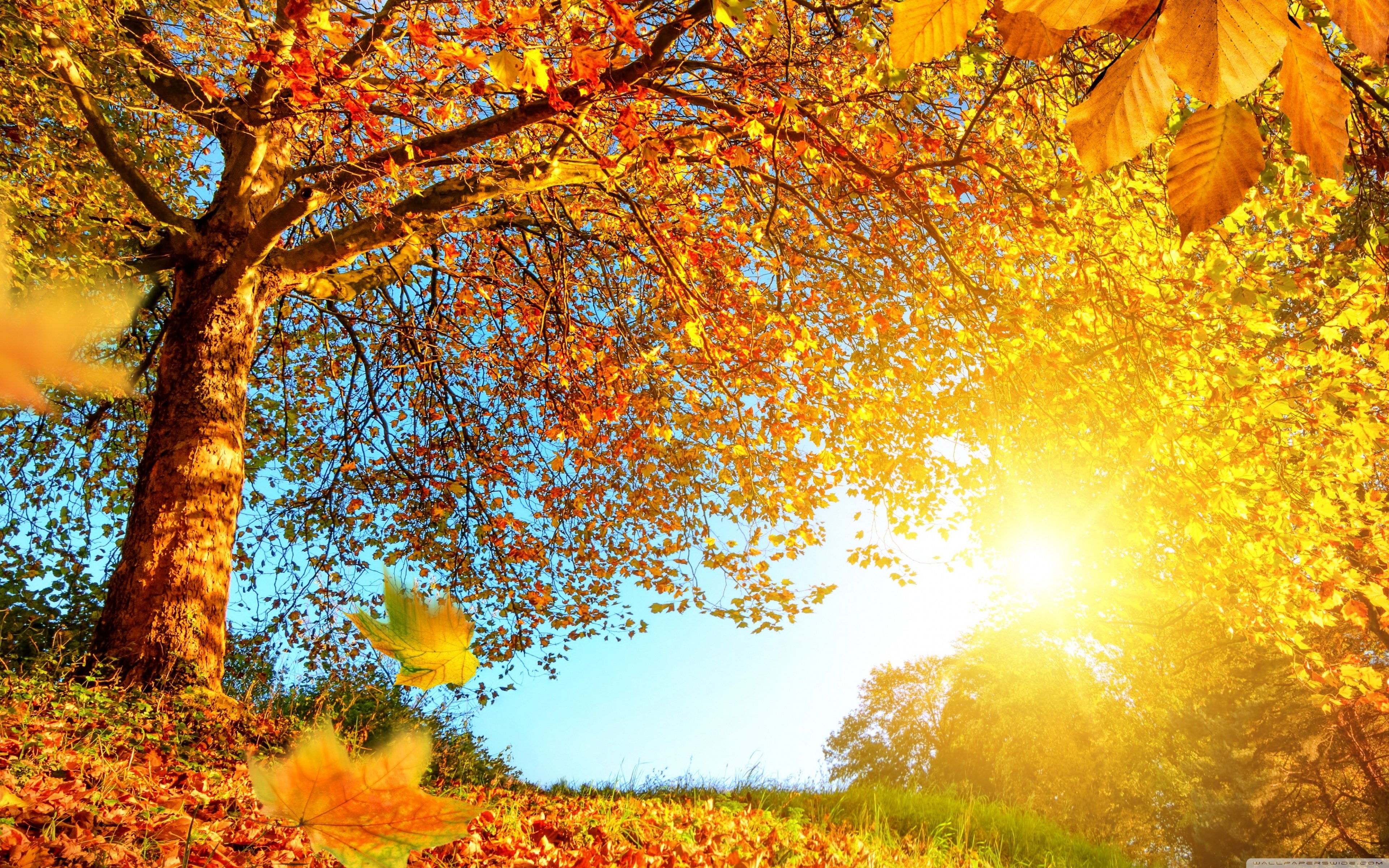 Autumn Landscape Wallpapers