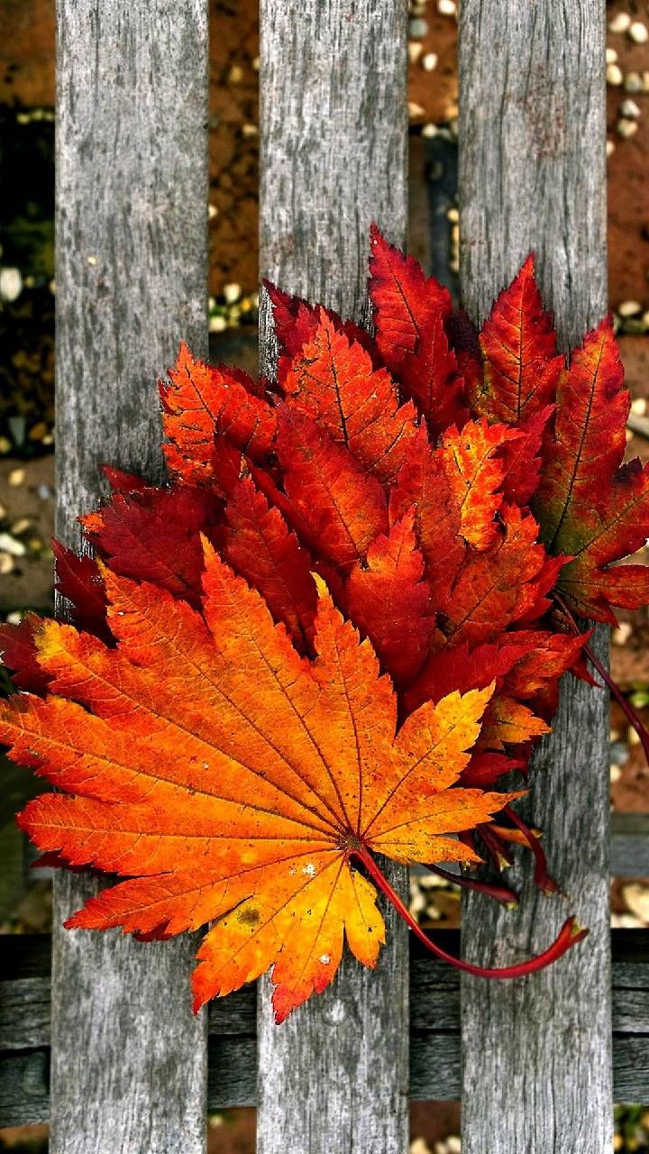 Autumn Leaf Wallpapers