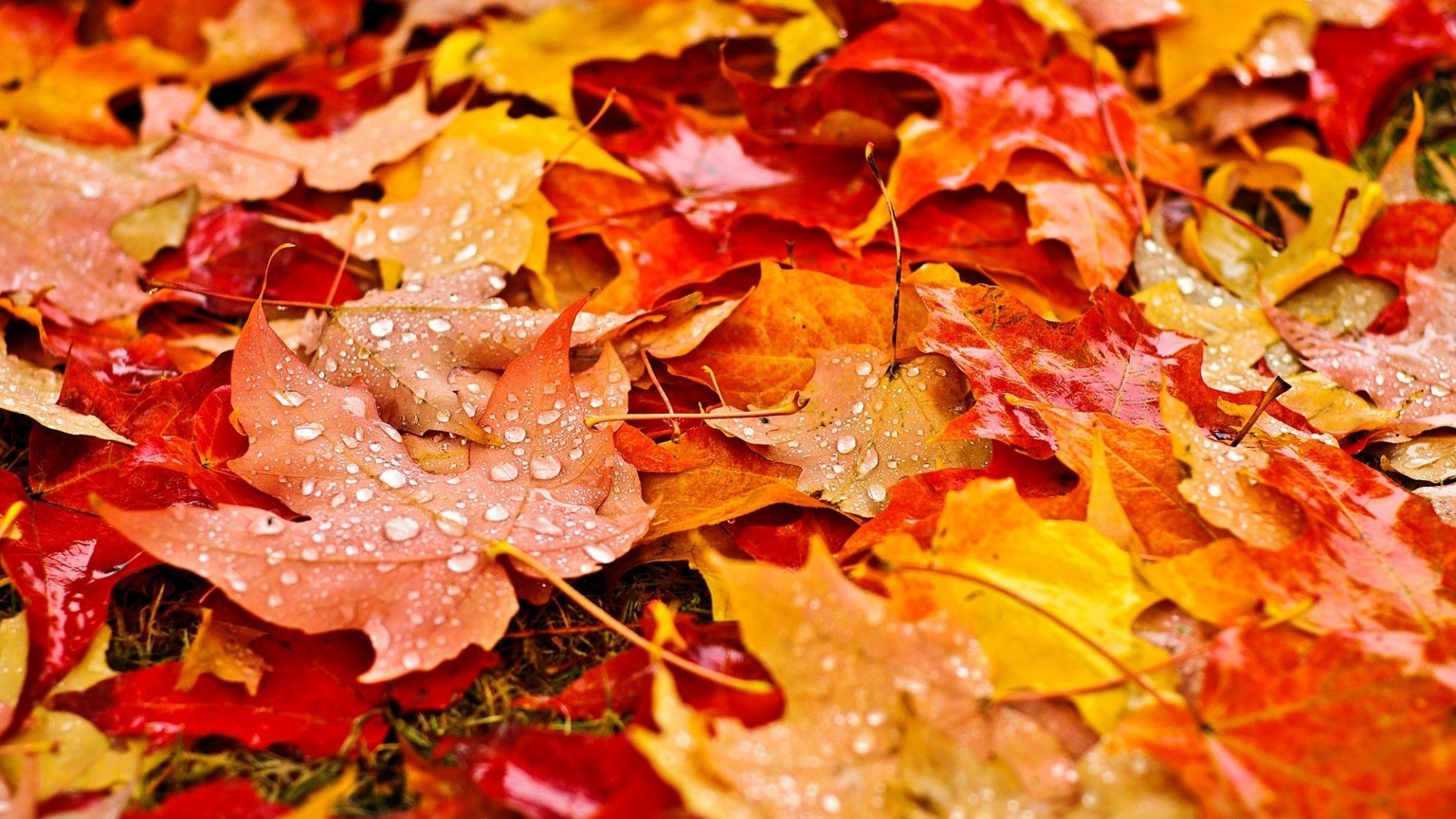 Autumn Leaf Wallpapers