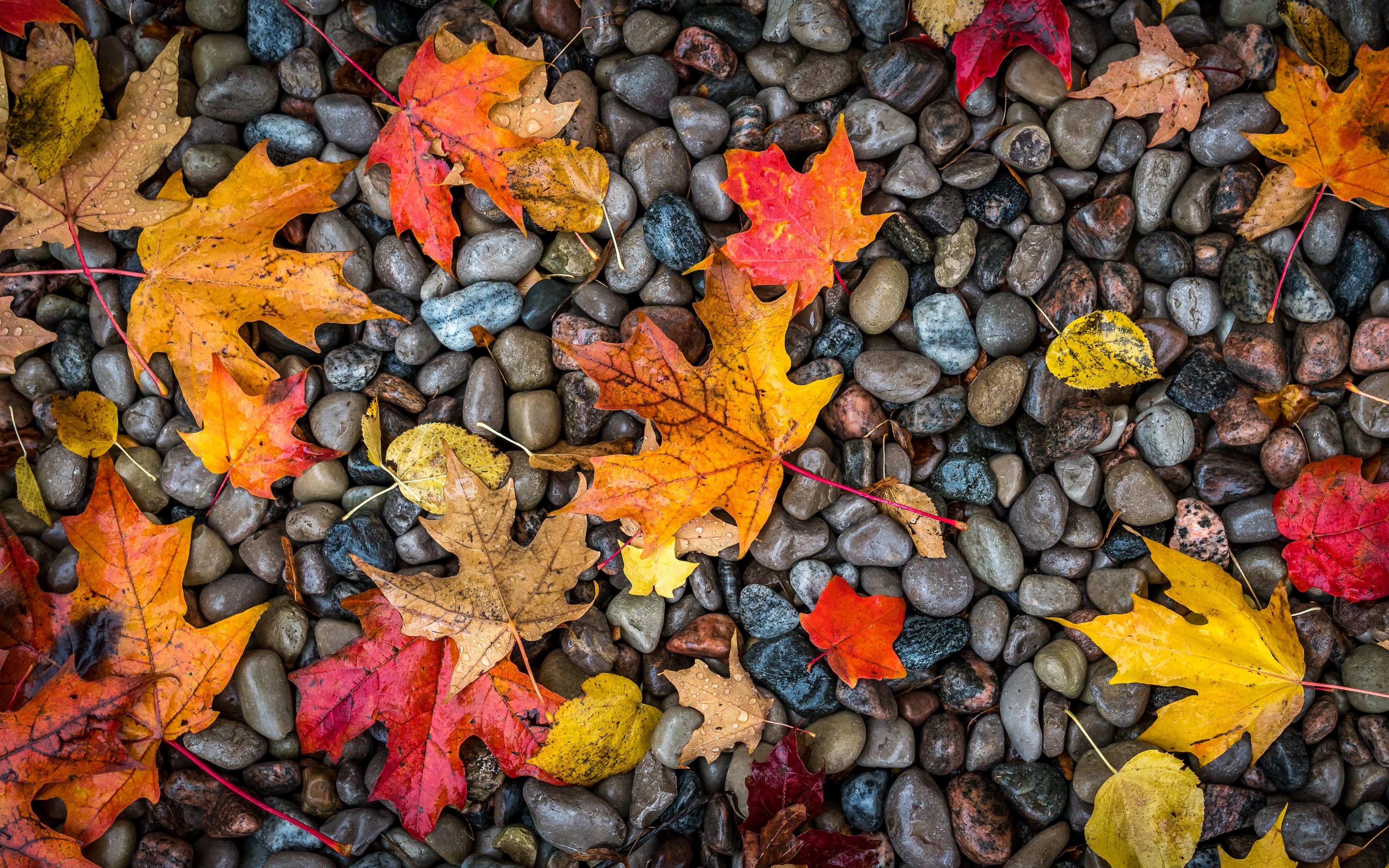 Autumn Leaves 4K Wallpapers