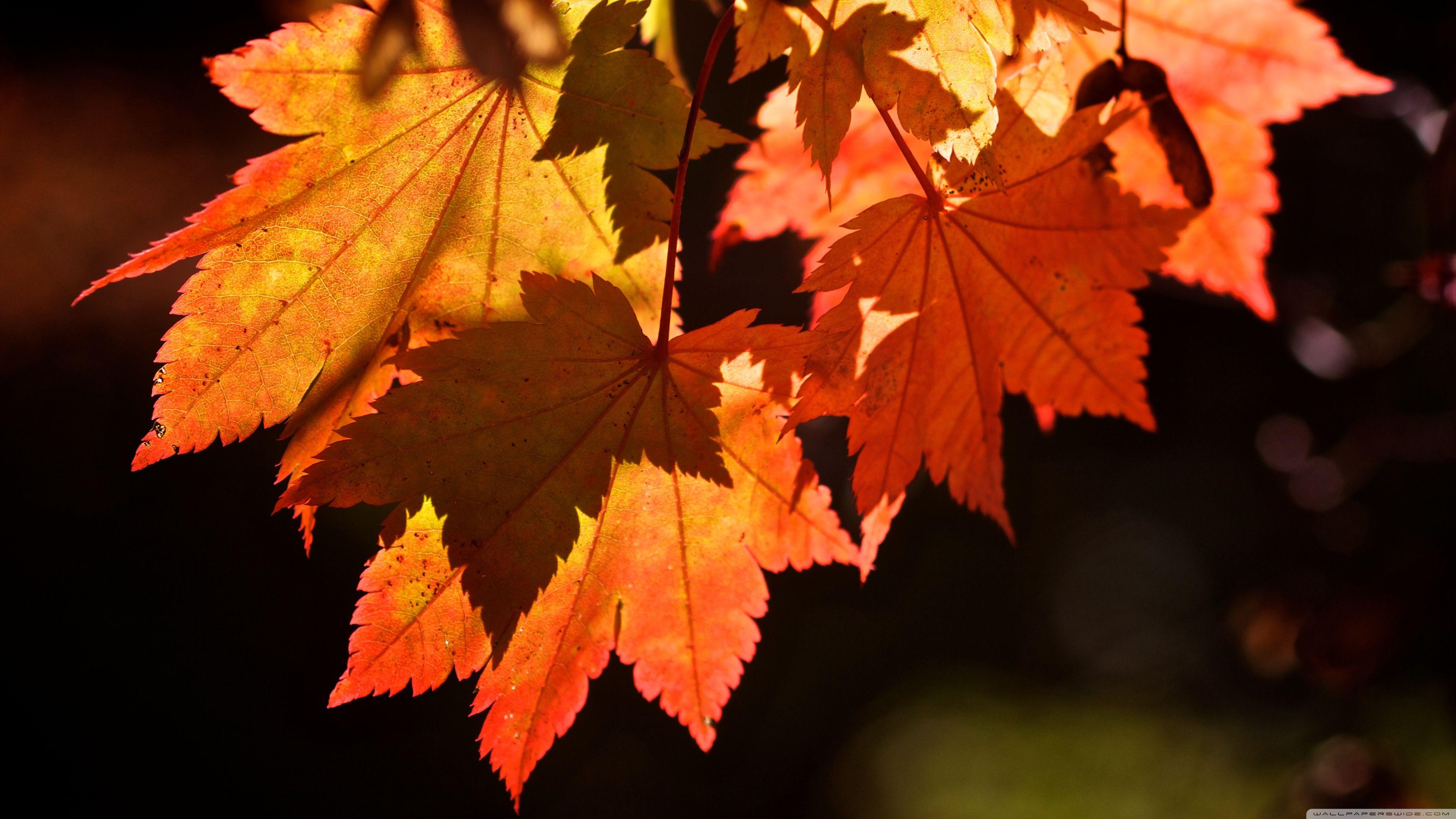 Autumn Leaves 4K Wallpapers