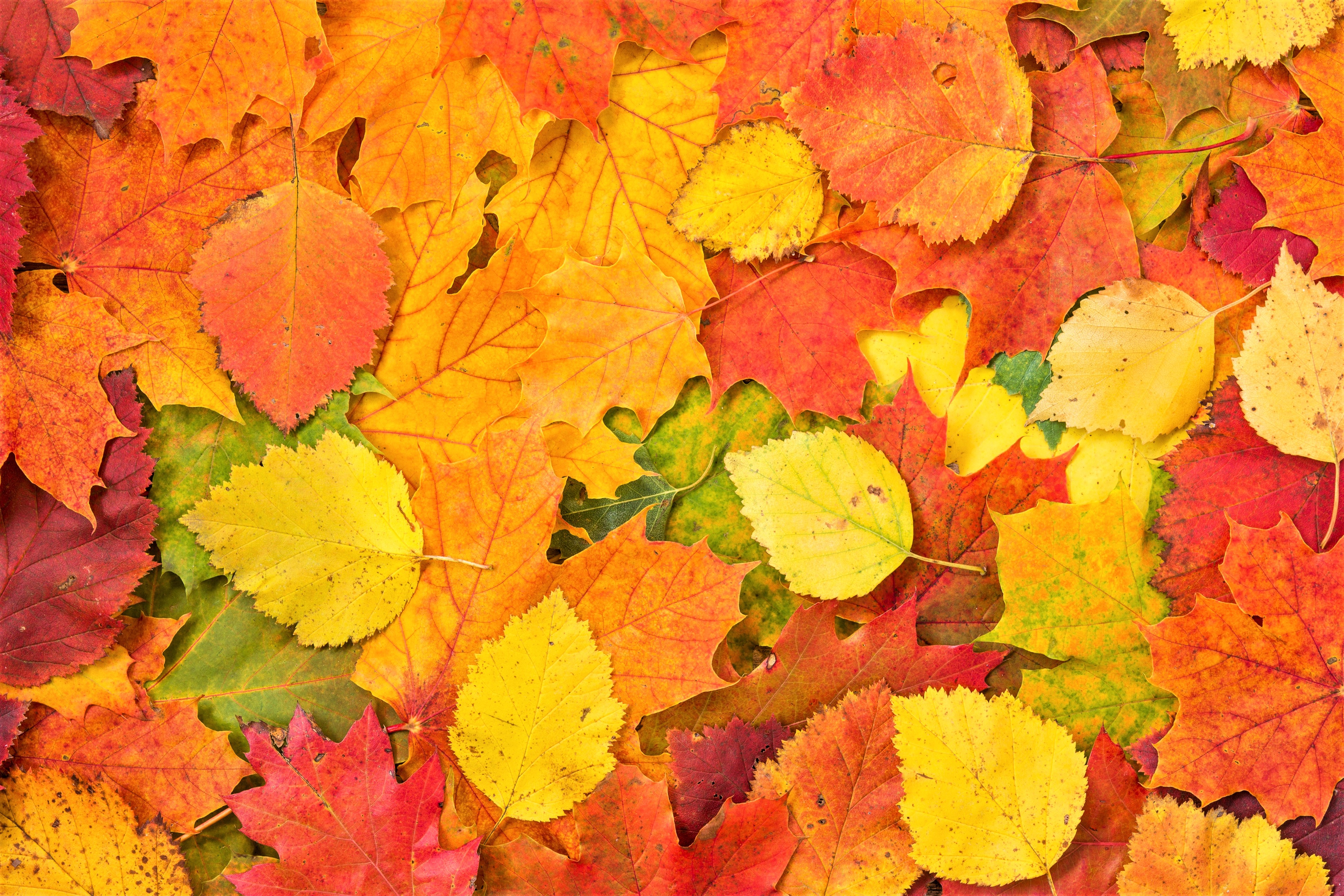 Autumn Leaves 4K Wallpapers