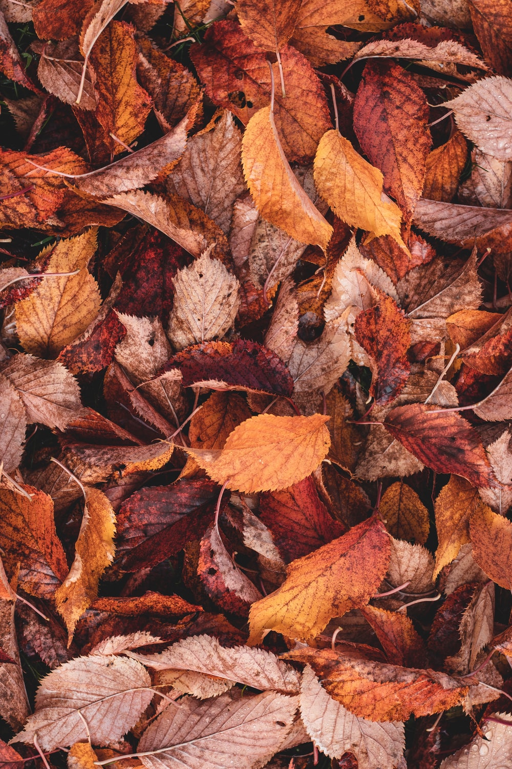 Autumn Leaves 4K Wallpapers