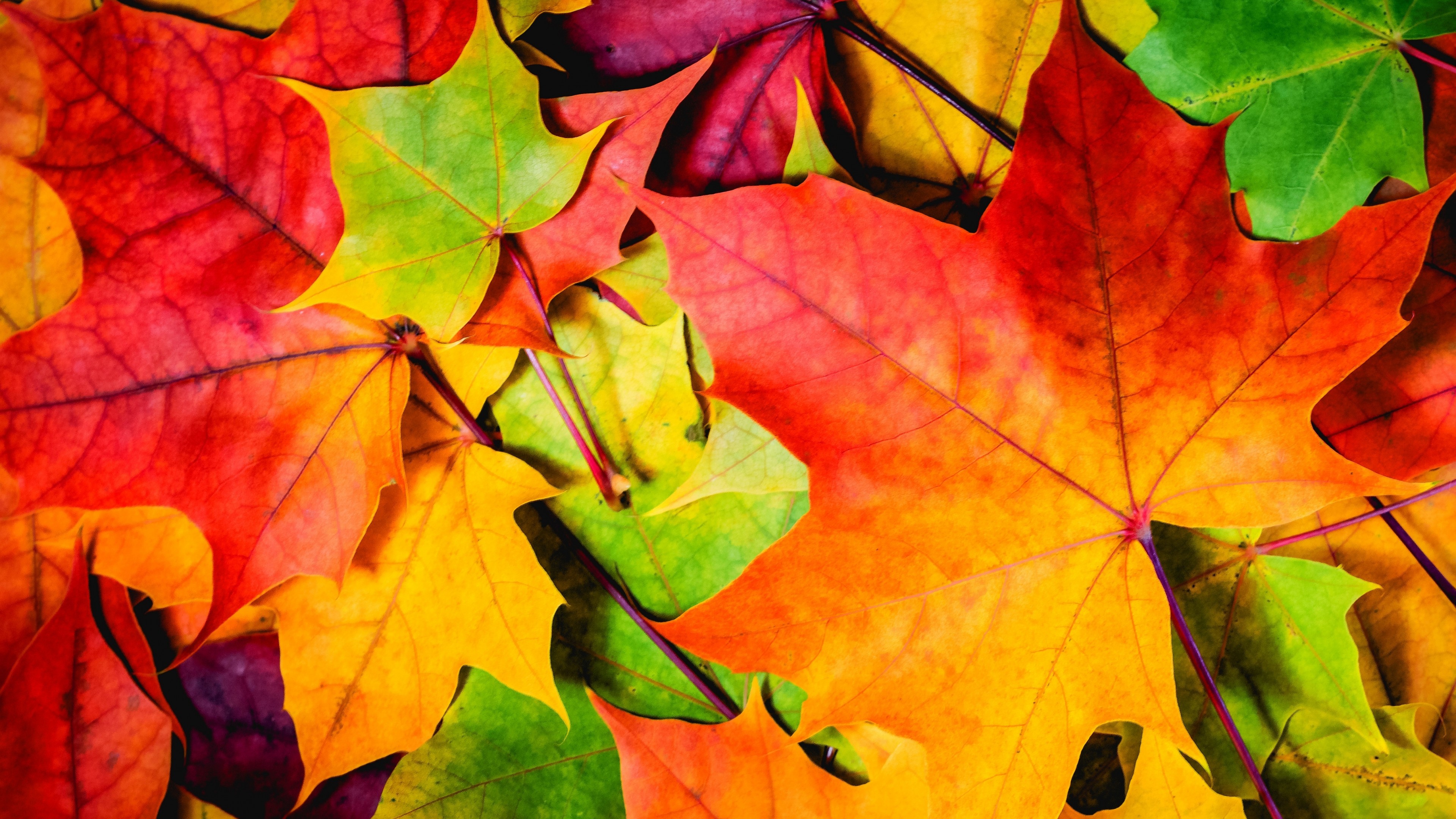 Autumn Leaves 4K Wallpapers