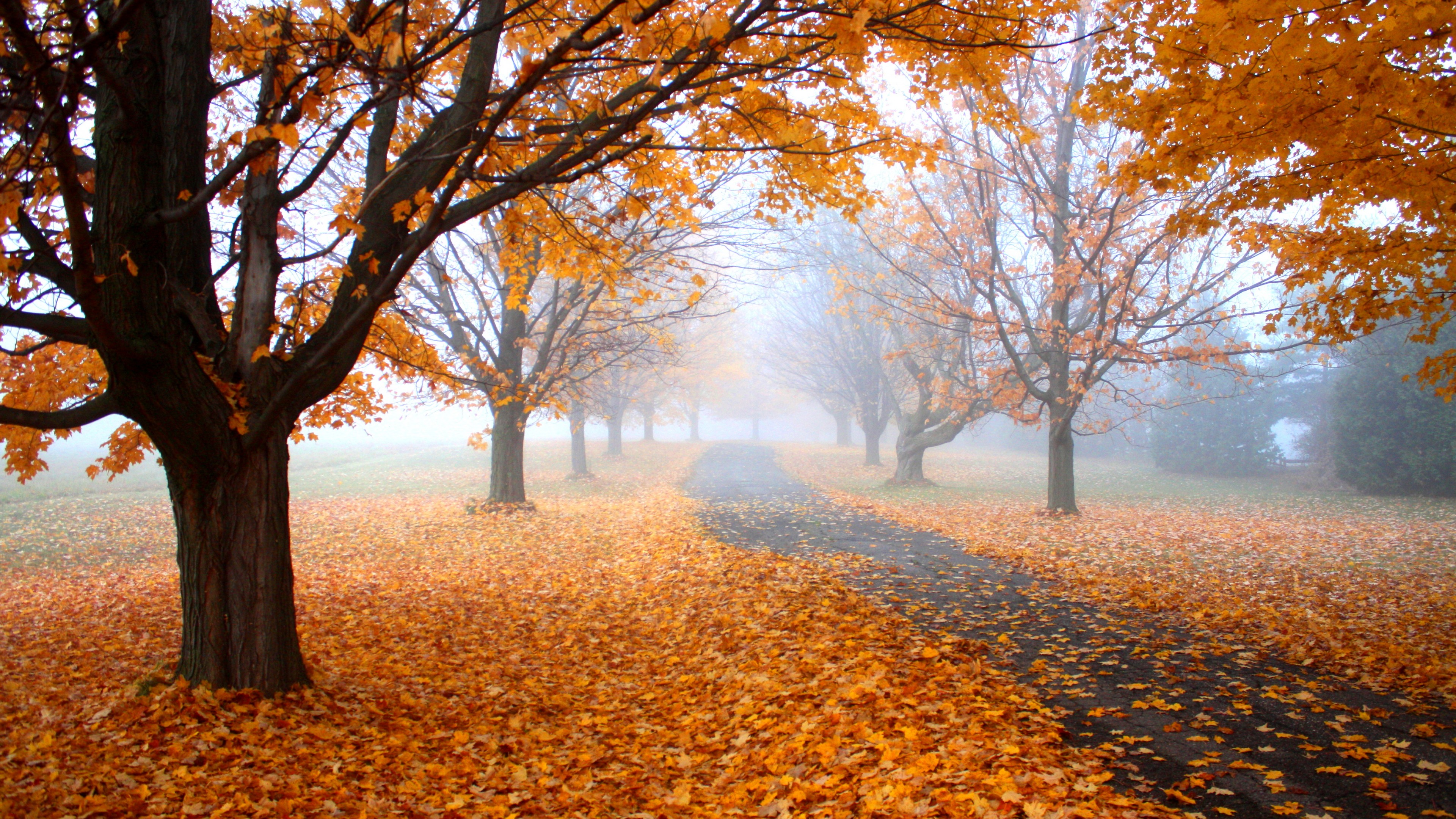 Autumn Leaves 4K Wallpapers