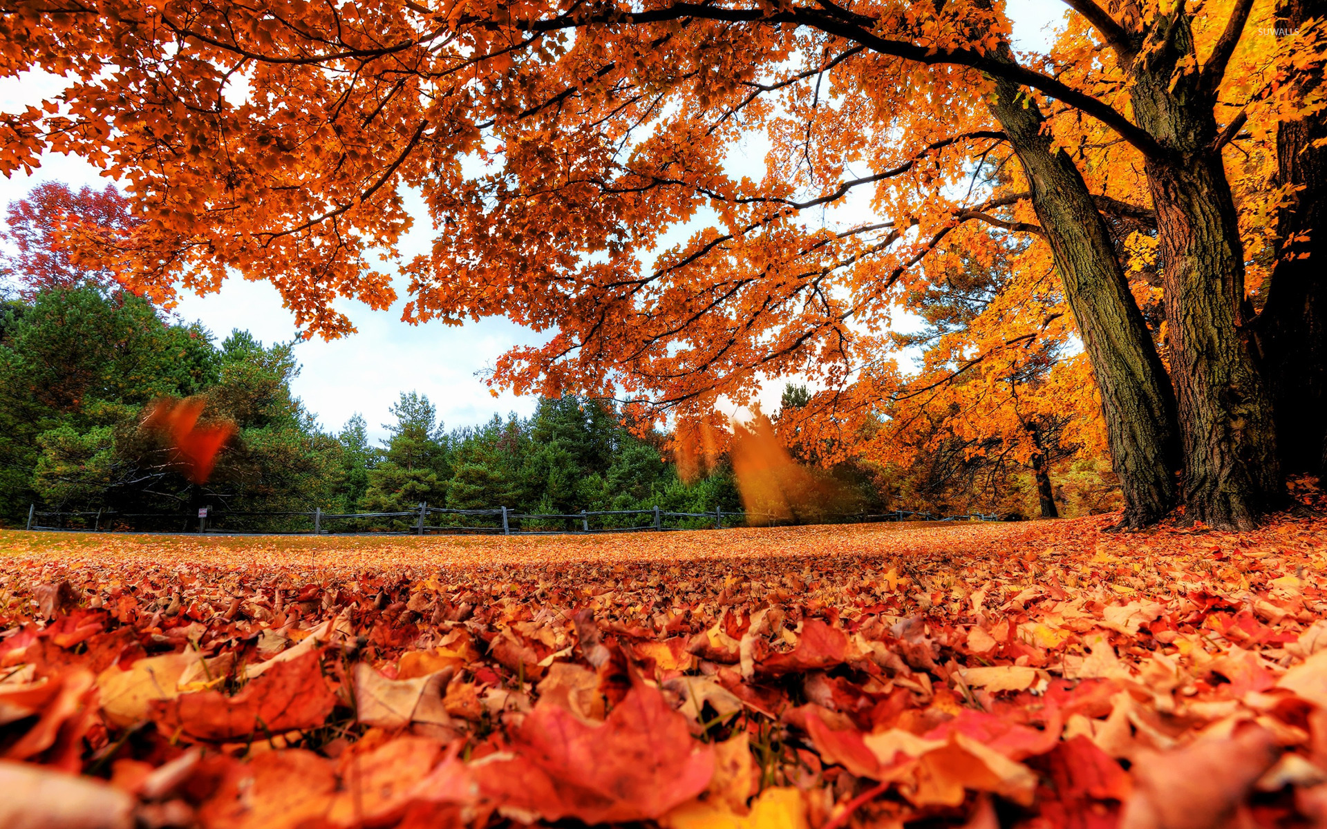 Autumn Leaves 4K Wallpapers