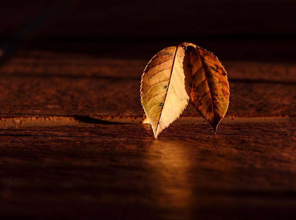 Autumn Leaves 4K Wallpapers