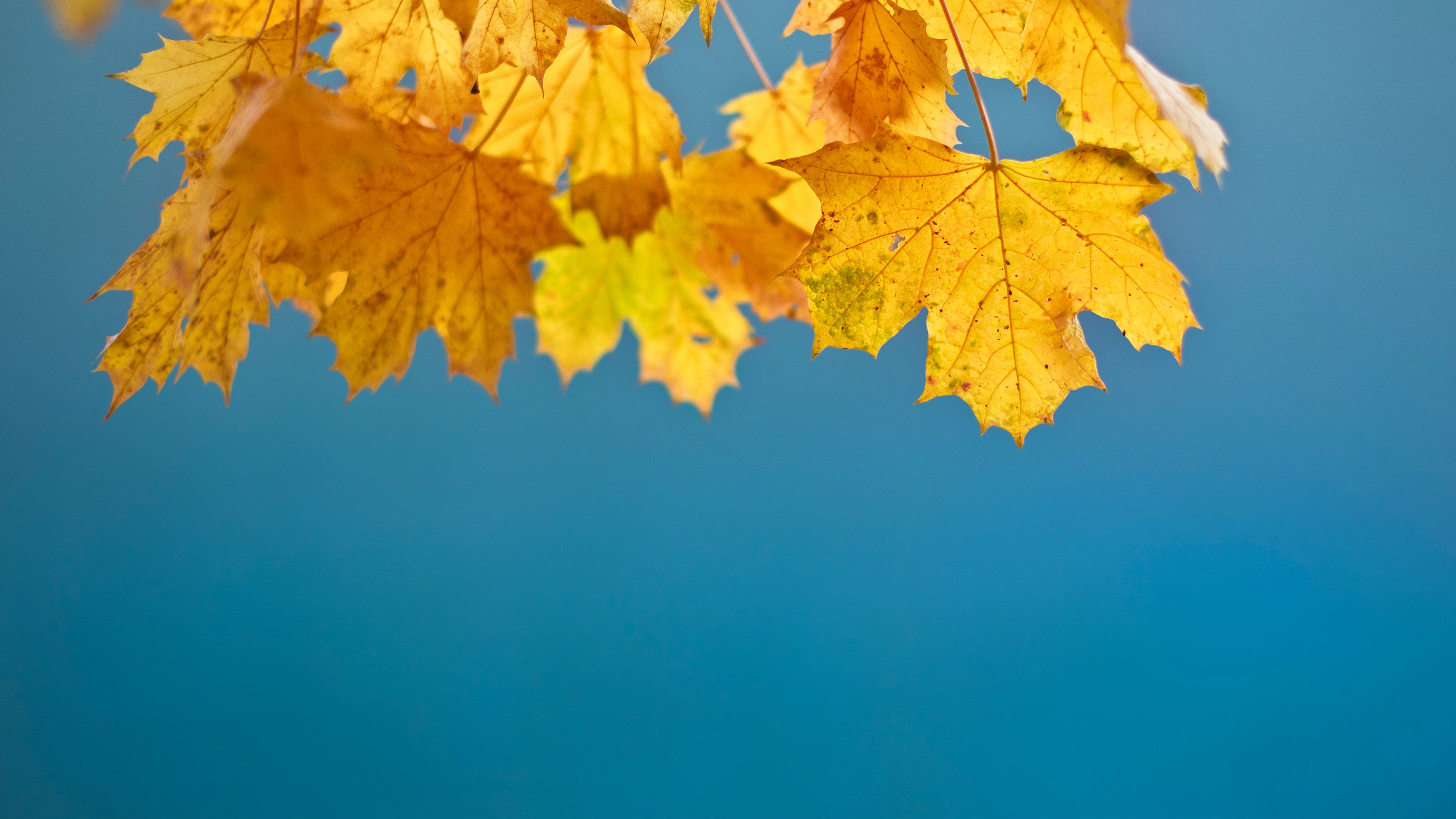 Autumn Leaves 4K Wallpapers