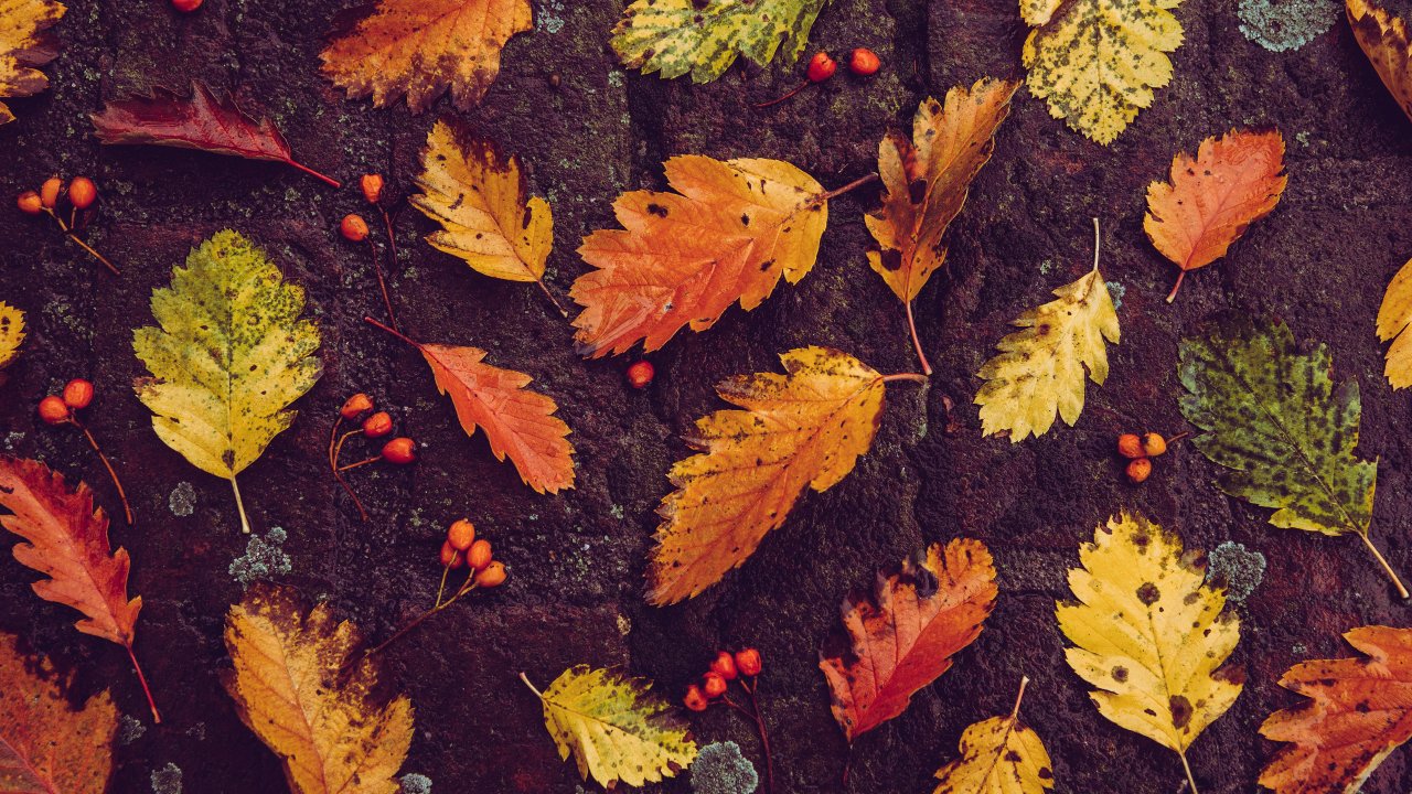 Autumn Leaves 4K Wallpapers