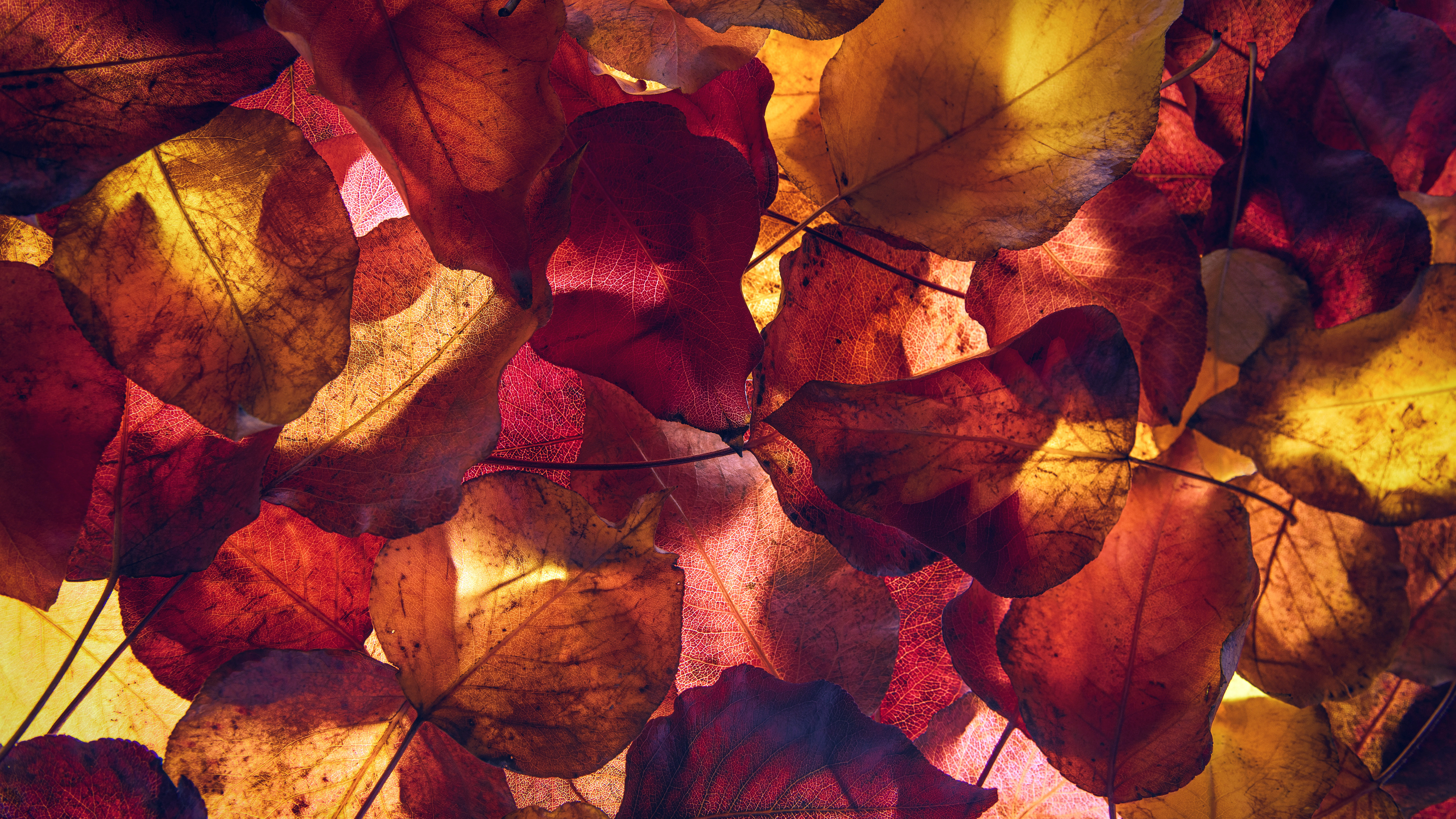 Autumn Leaves 4K Wallpapers