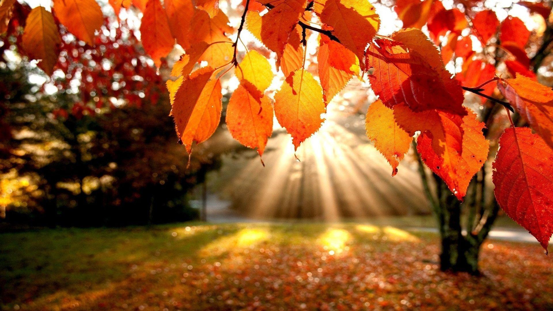 Autumn Leaves 4K Wallpapers