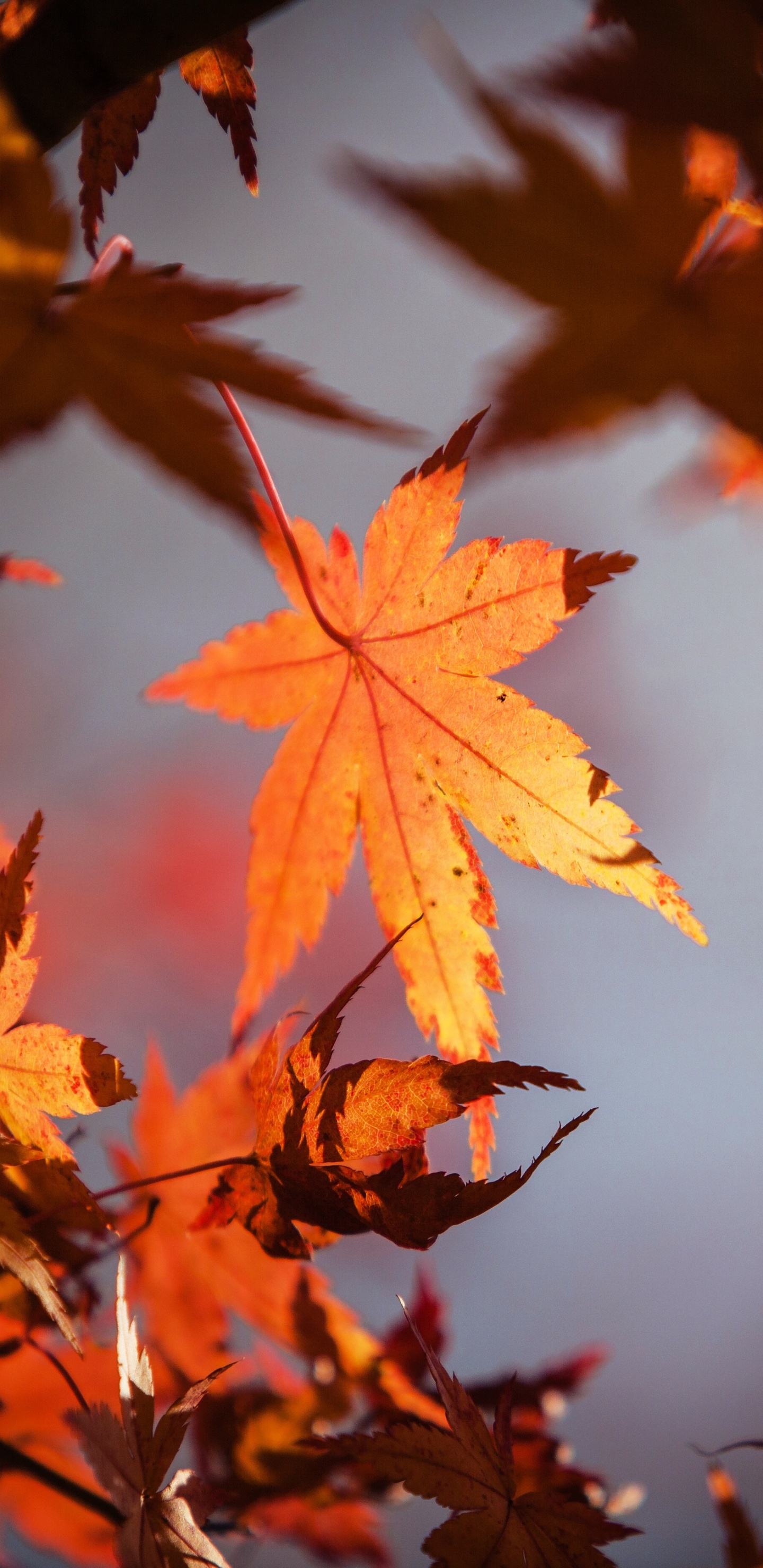 Autumn Leaves 4K Wallpapers