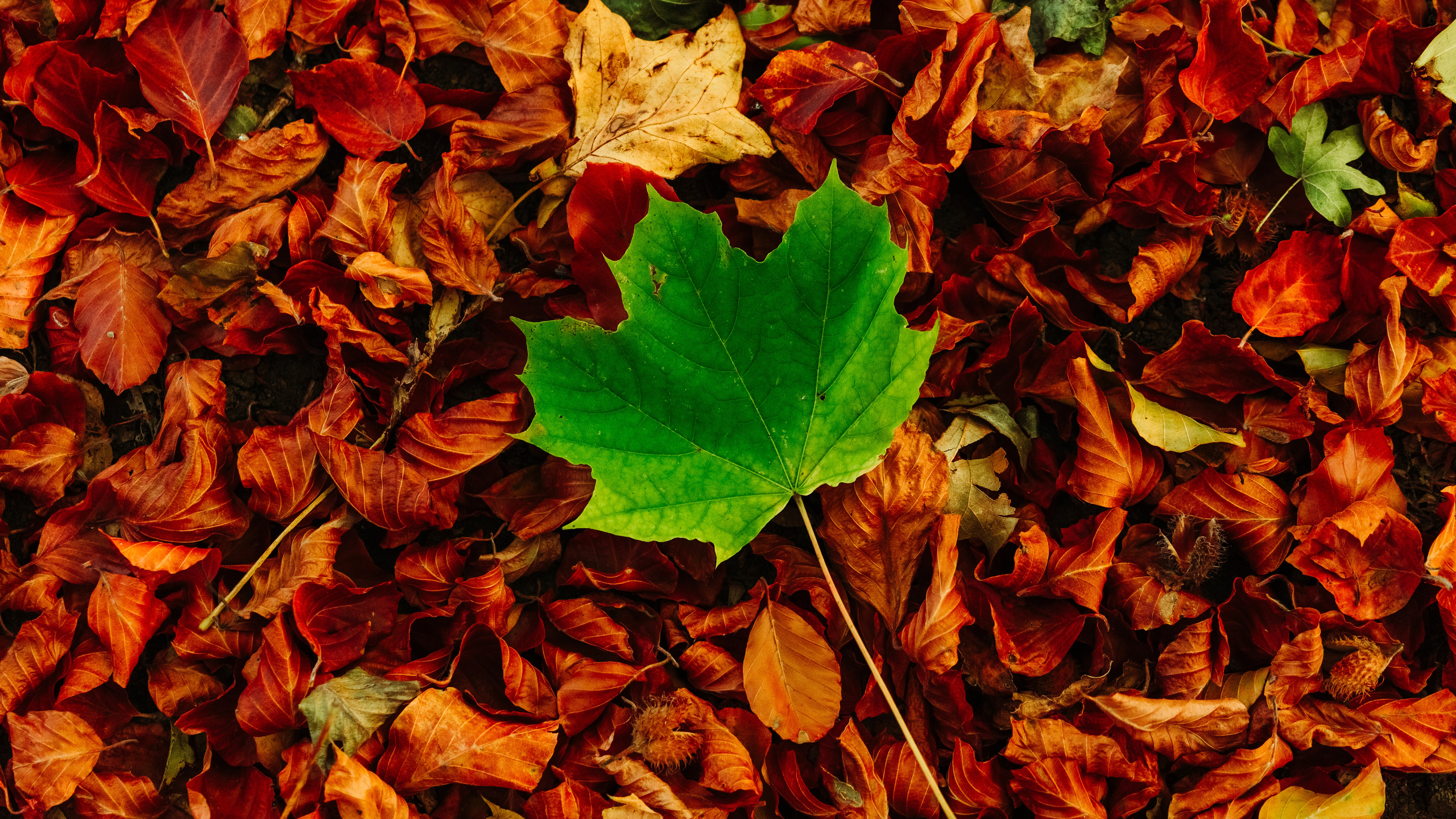 Autumn Leaves 4K Wallpapers