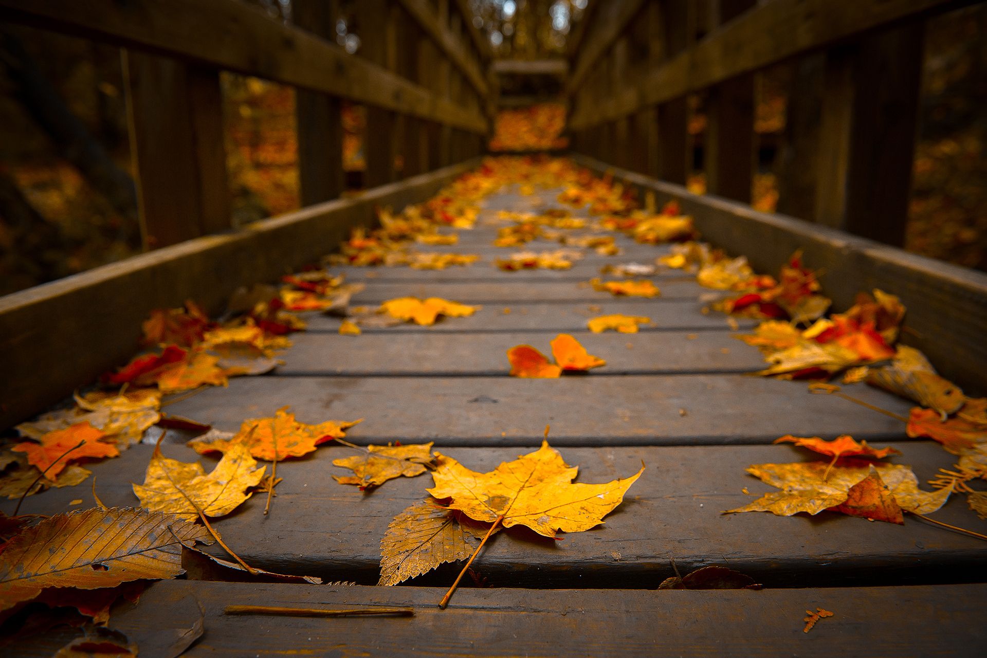 Autumn Leaves Desktop Wallpapers