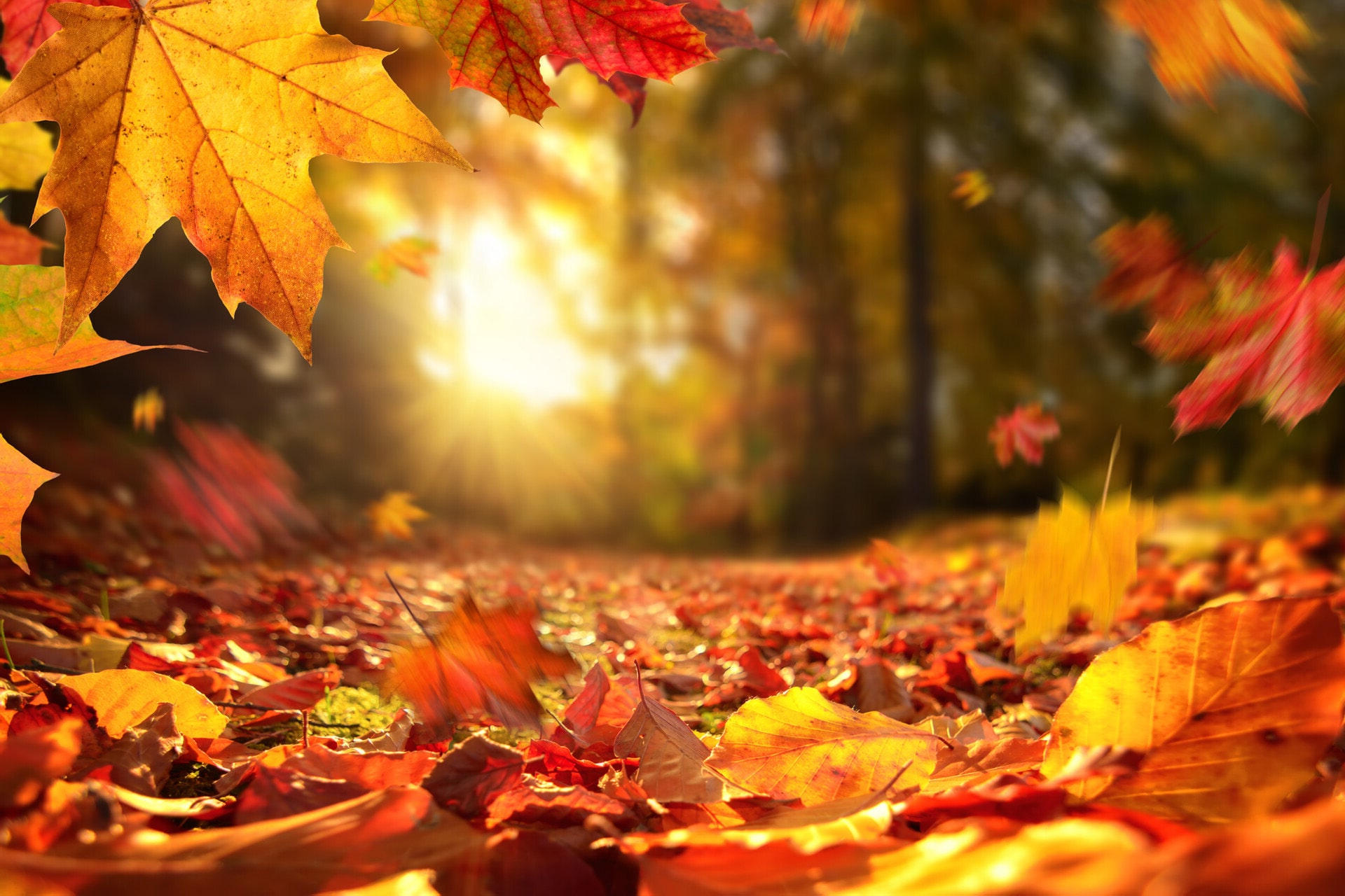 Autumn Leaves Desktop Wallpapers
