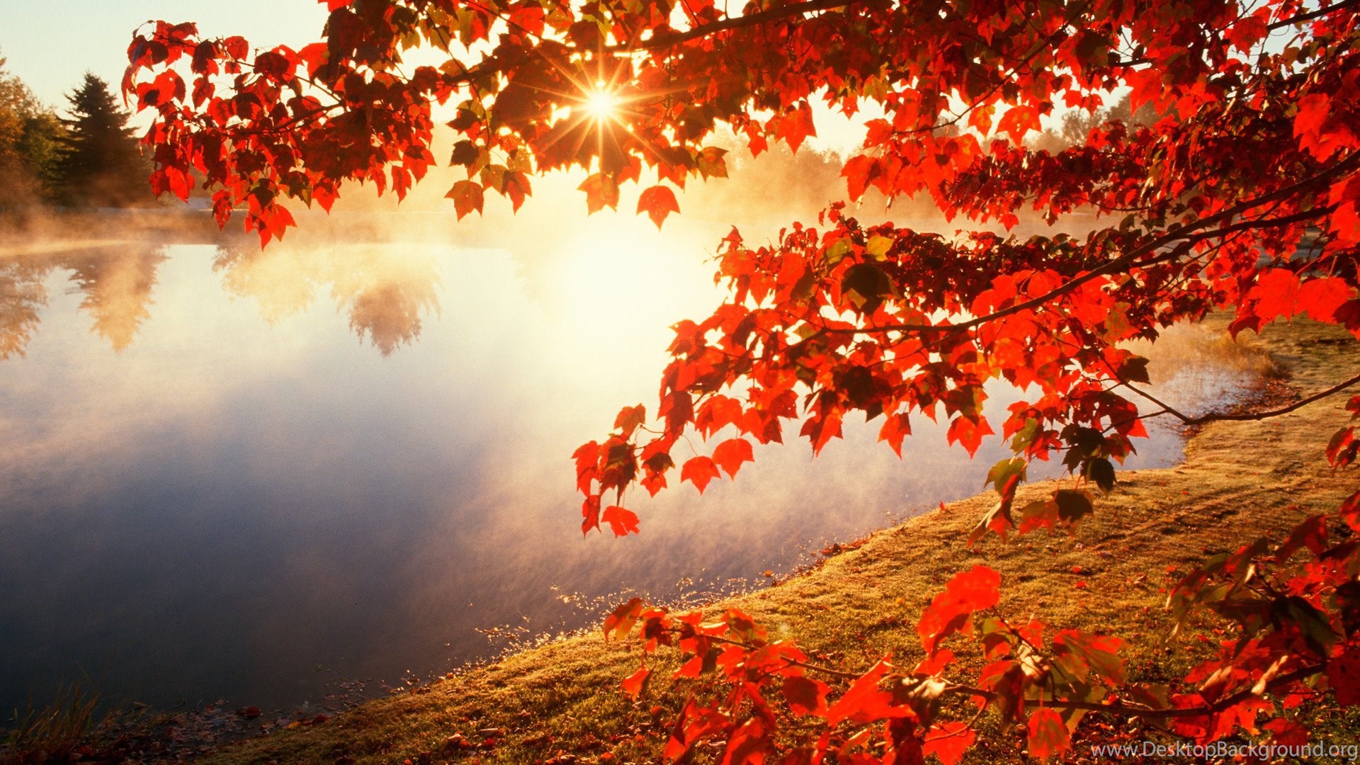 Autumn Leaves Desktop Wallpapers