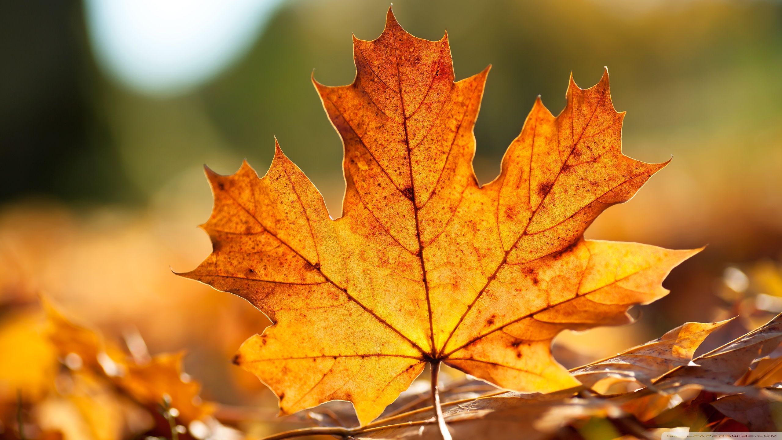 Autumn Leaves Desktop Wallpapers