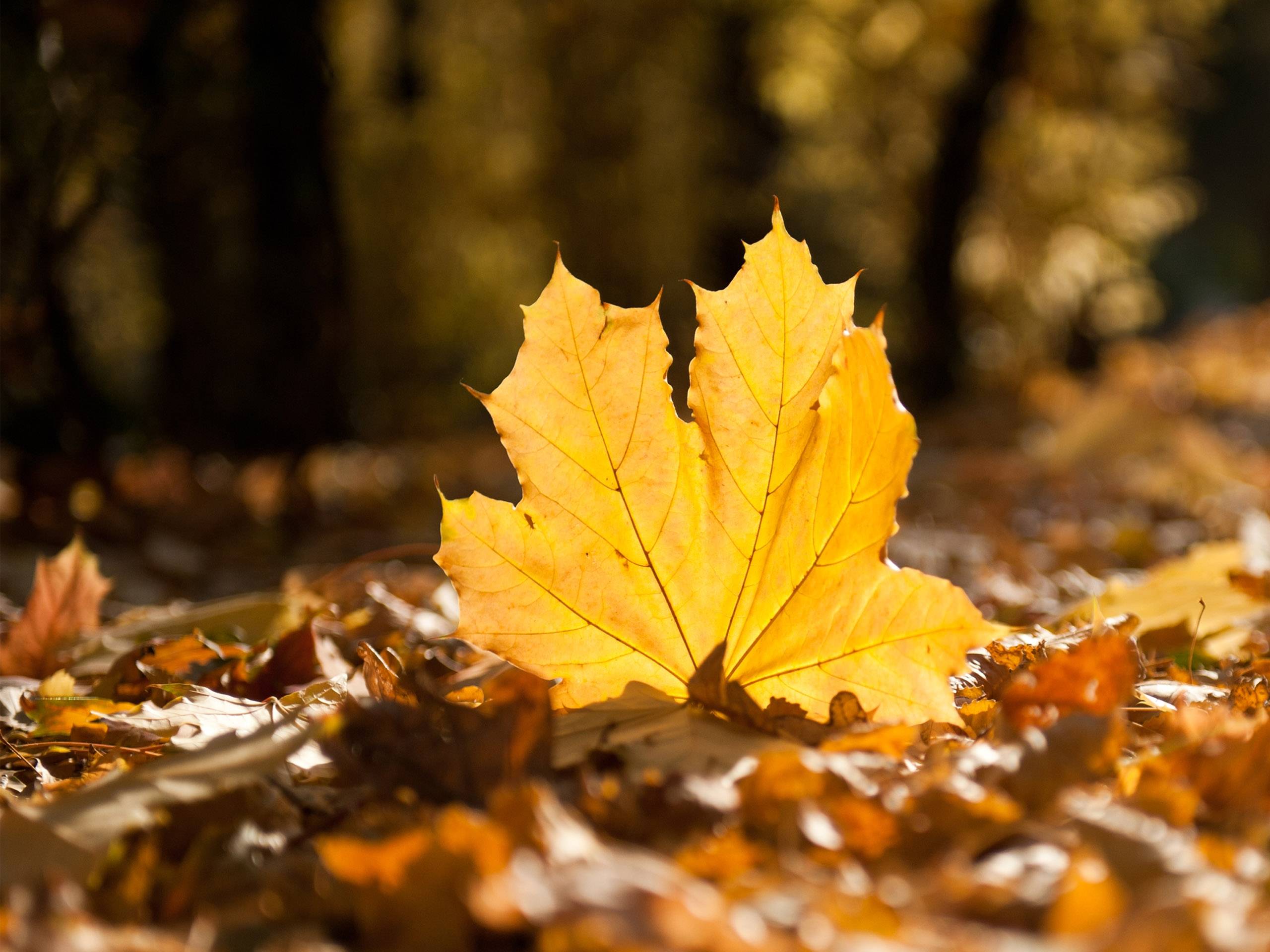 Autumn Leaves Desktop Wallpapers