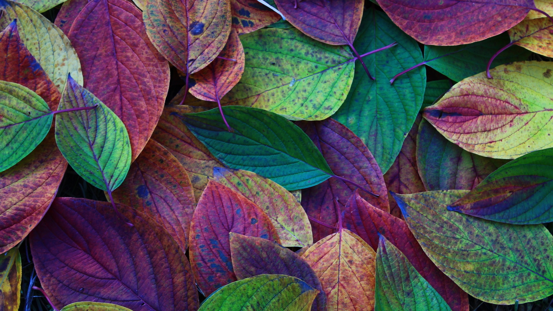 Autumn Leaves Desktop Wallpapers