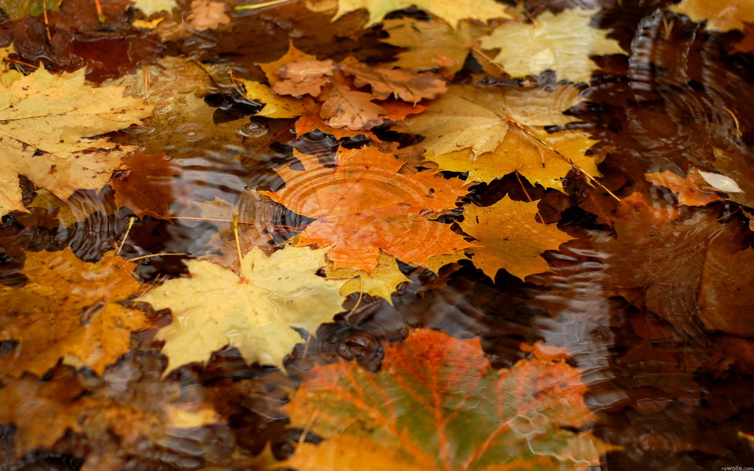 Autumn Leaves Desktop Wallpapers