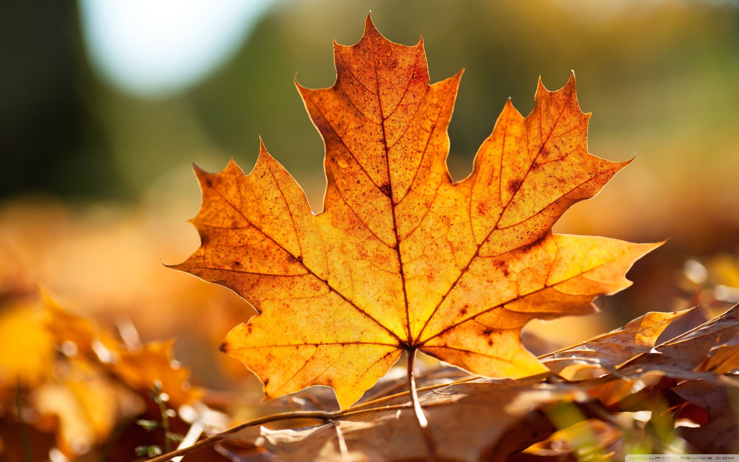 Autumn Leaves Hd Wallpapers