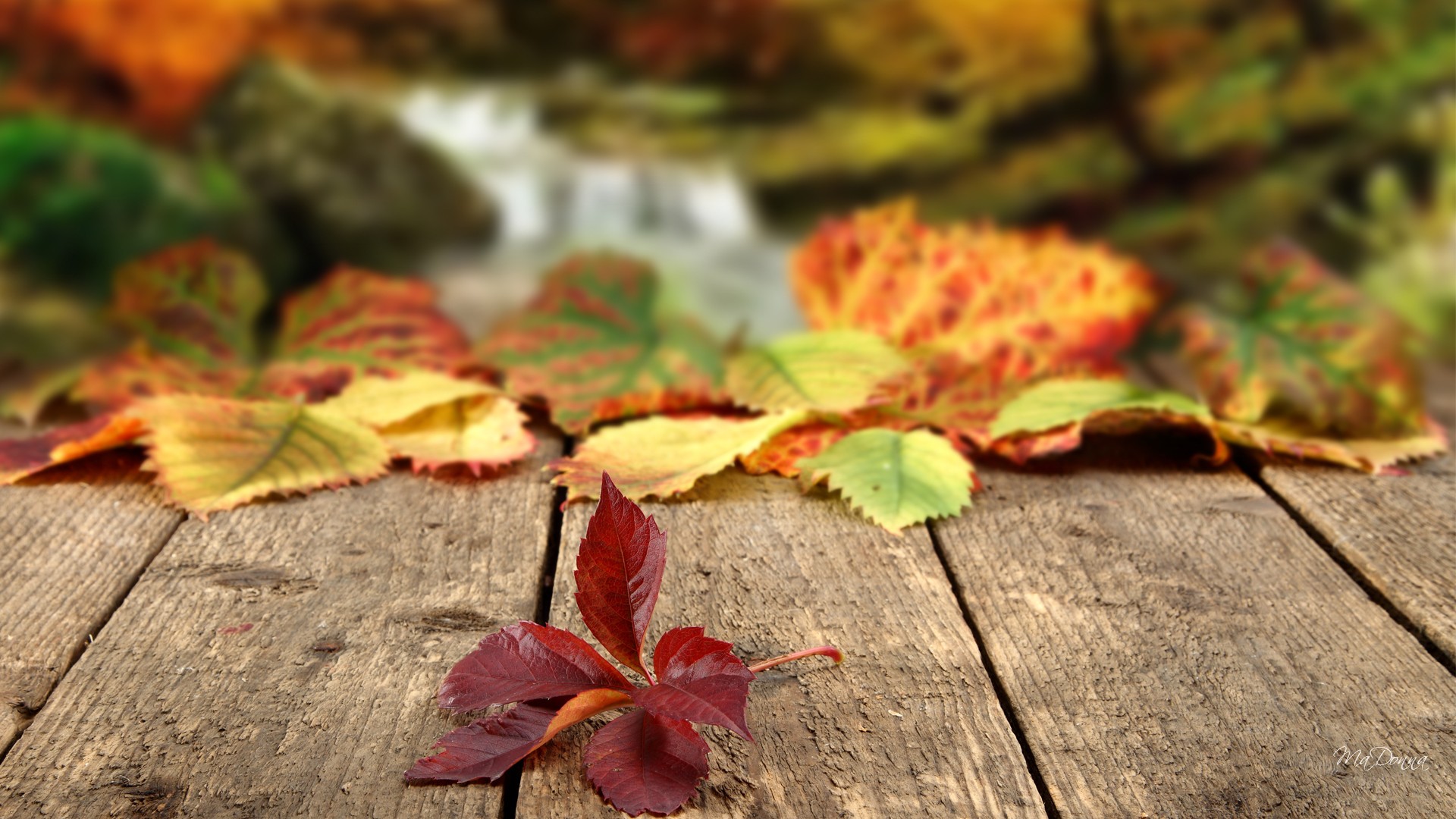 Autumn Leaves Hd Wallpapers