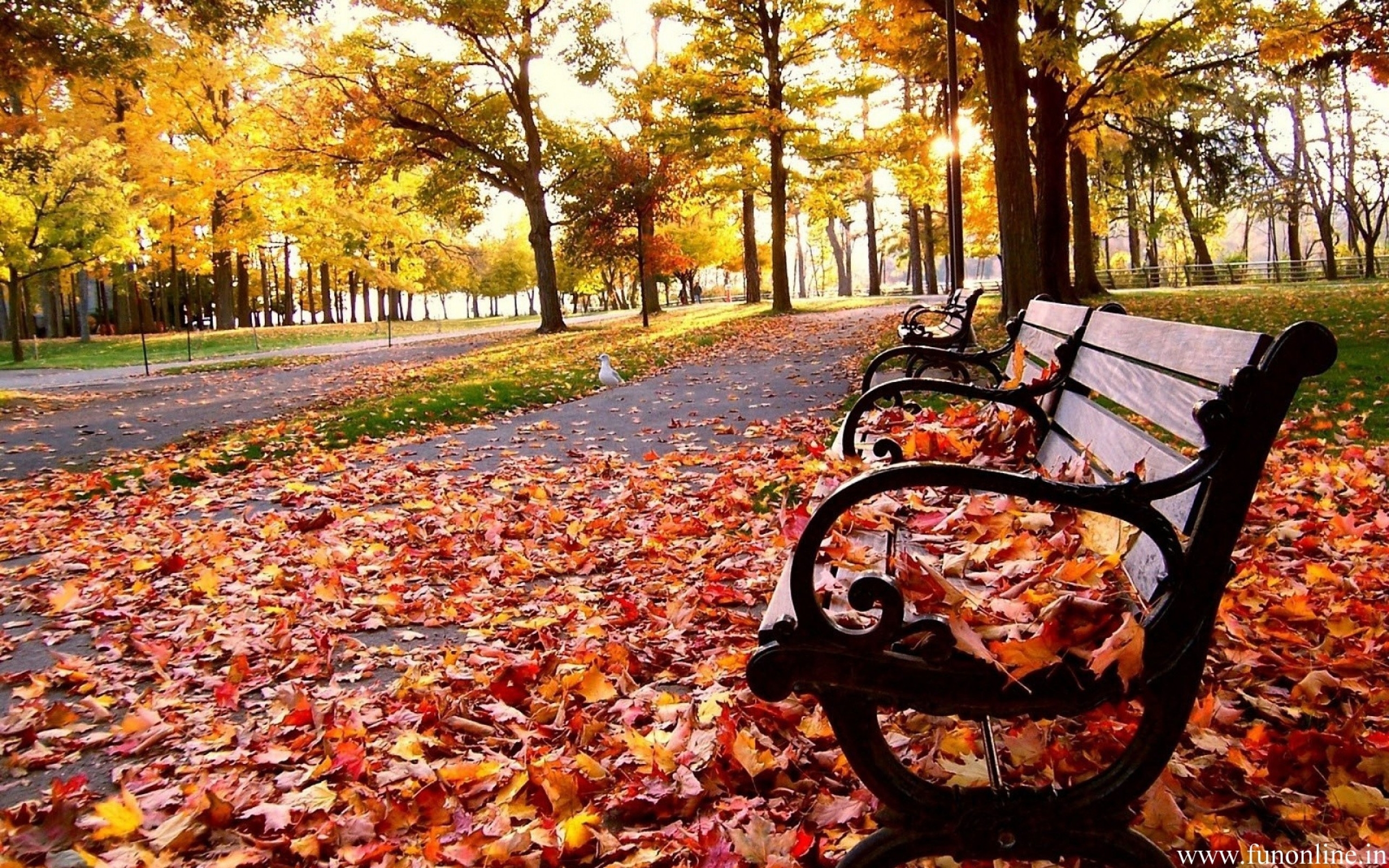 Autumn Leaves Hd Wallpapers