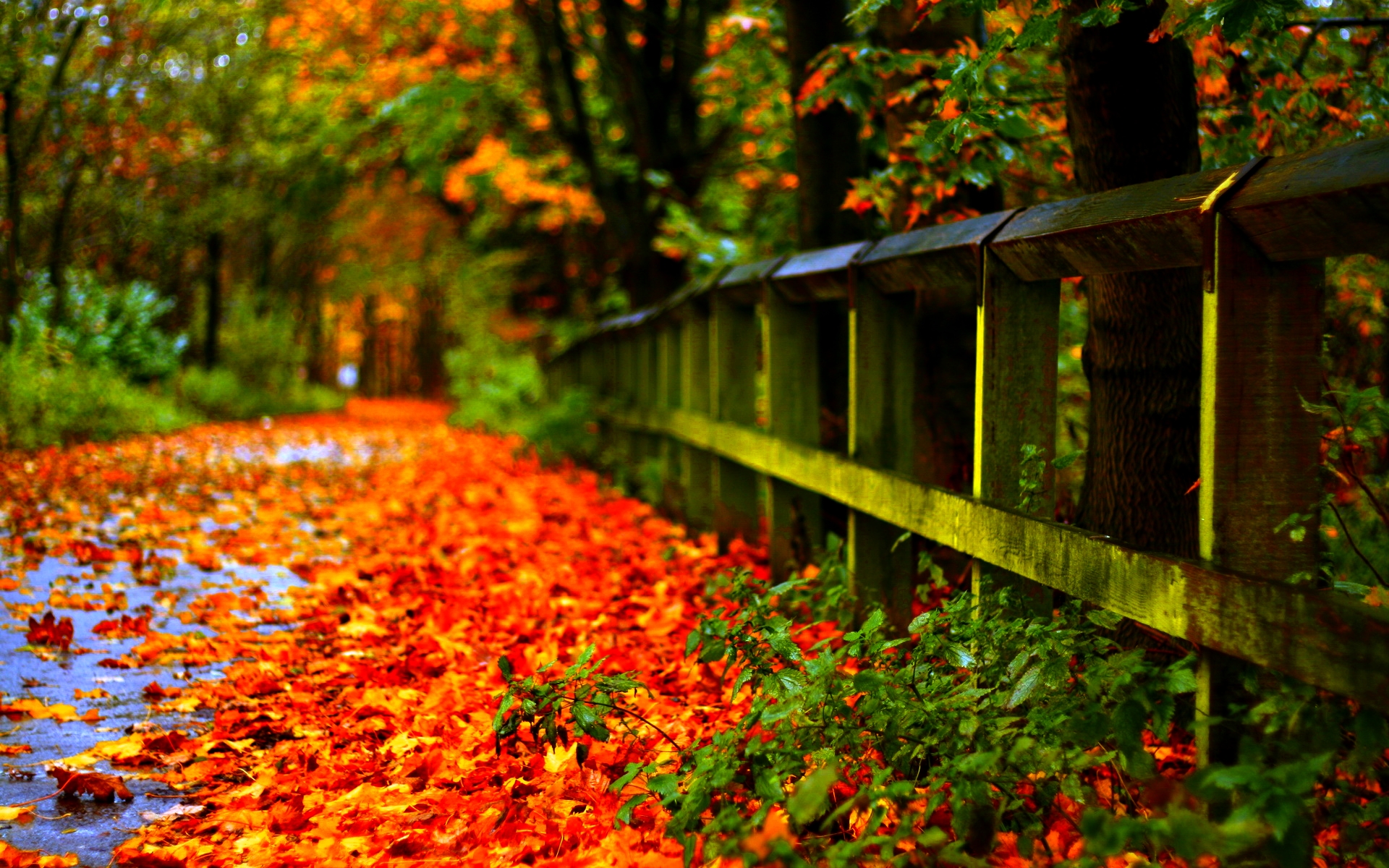 Autumn Leaves Hd Wallpapers