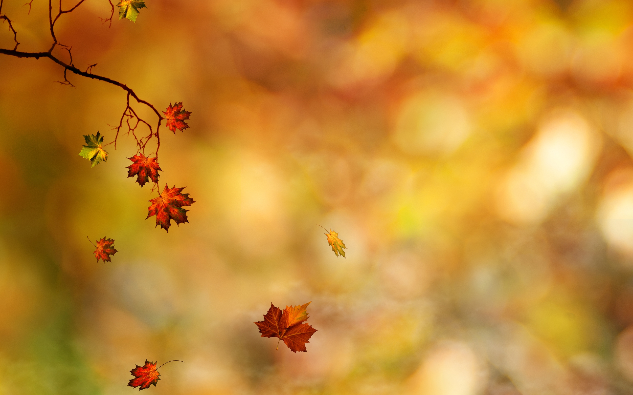 Autumn Leaves Hd Wallpapers