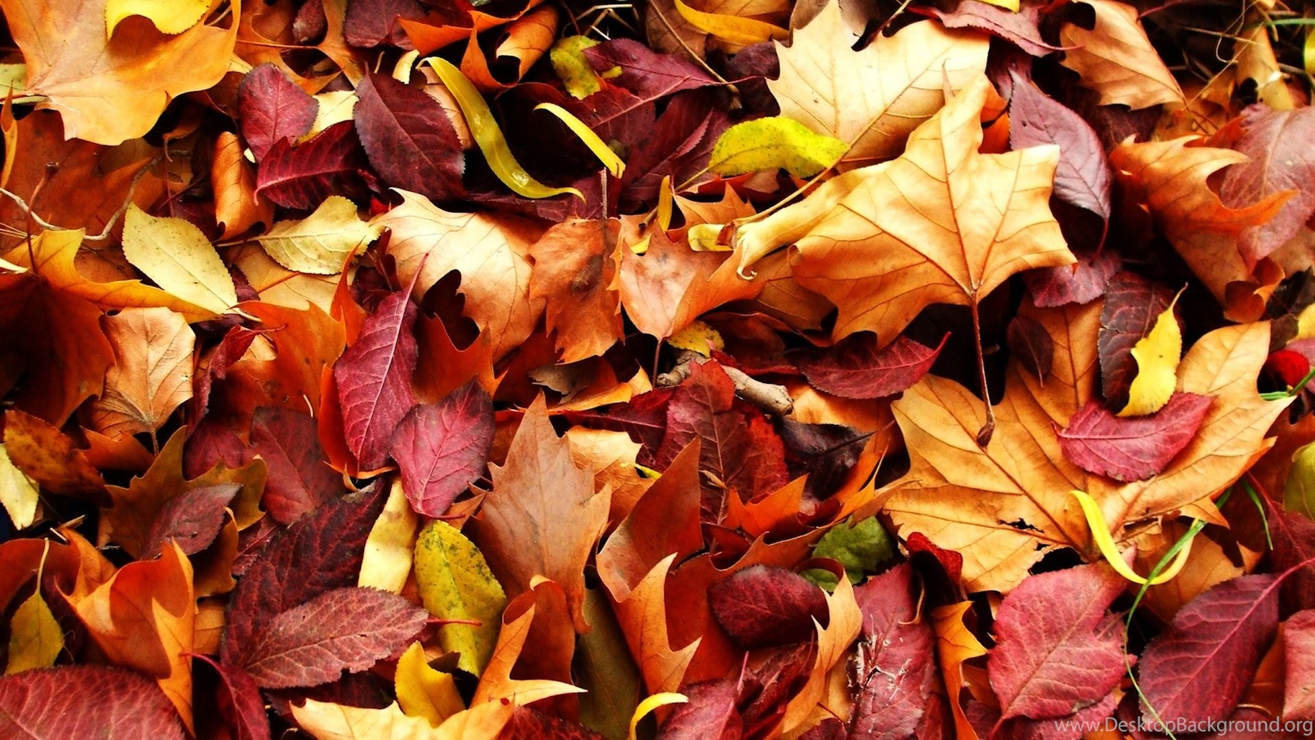 Autumn Leaves Hd Wallpapers