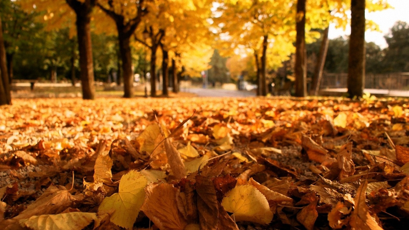 Autumn Leaves Hd Wallpapers