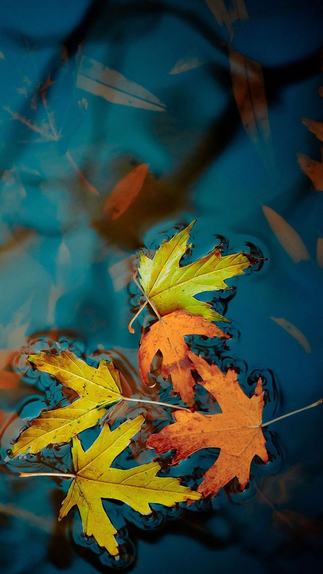 Autumn Leaves Hd Wallpapers